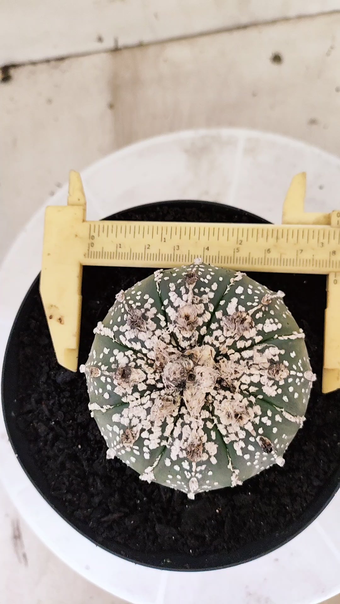 ASTROPHYTUM ASTERIAS SUPER KABUTO Nº 1198 – vaso 15