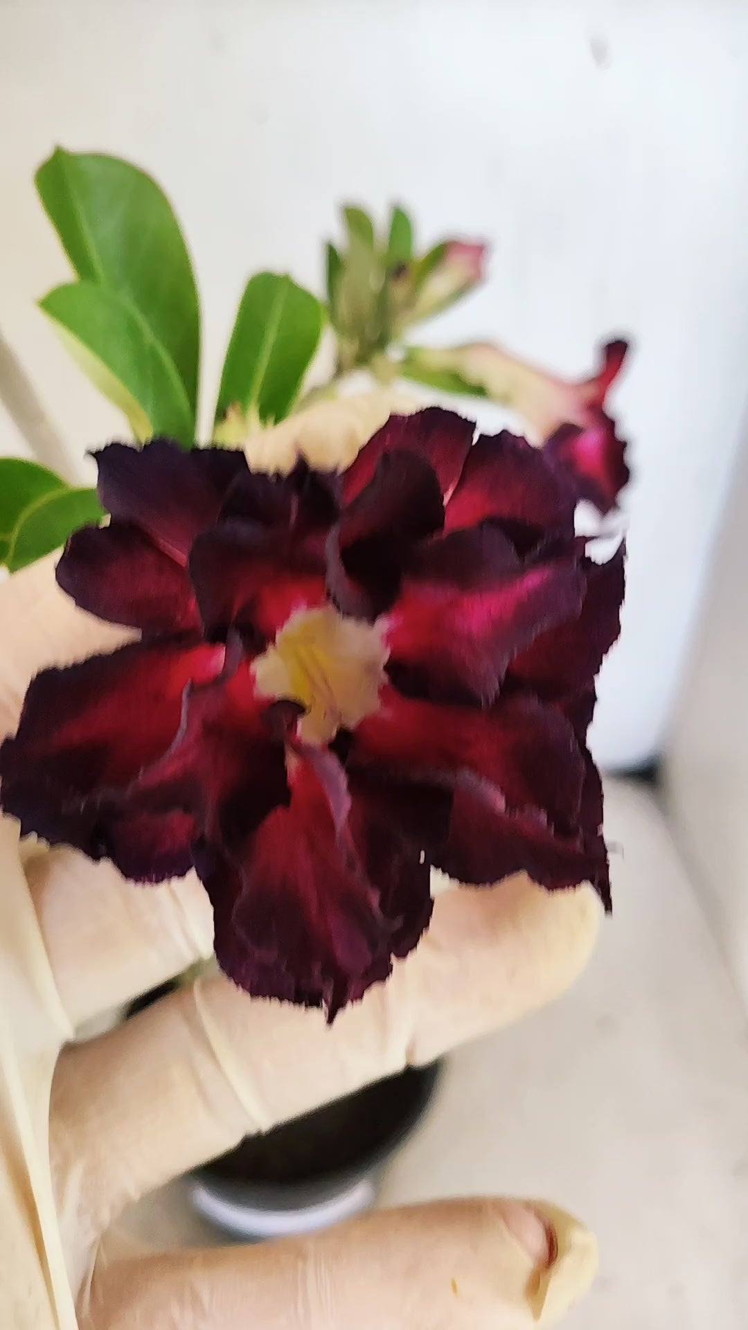 Planta Dobrada 3945 – 35cm – 03 anos