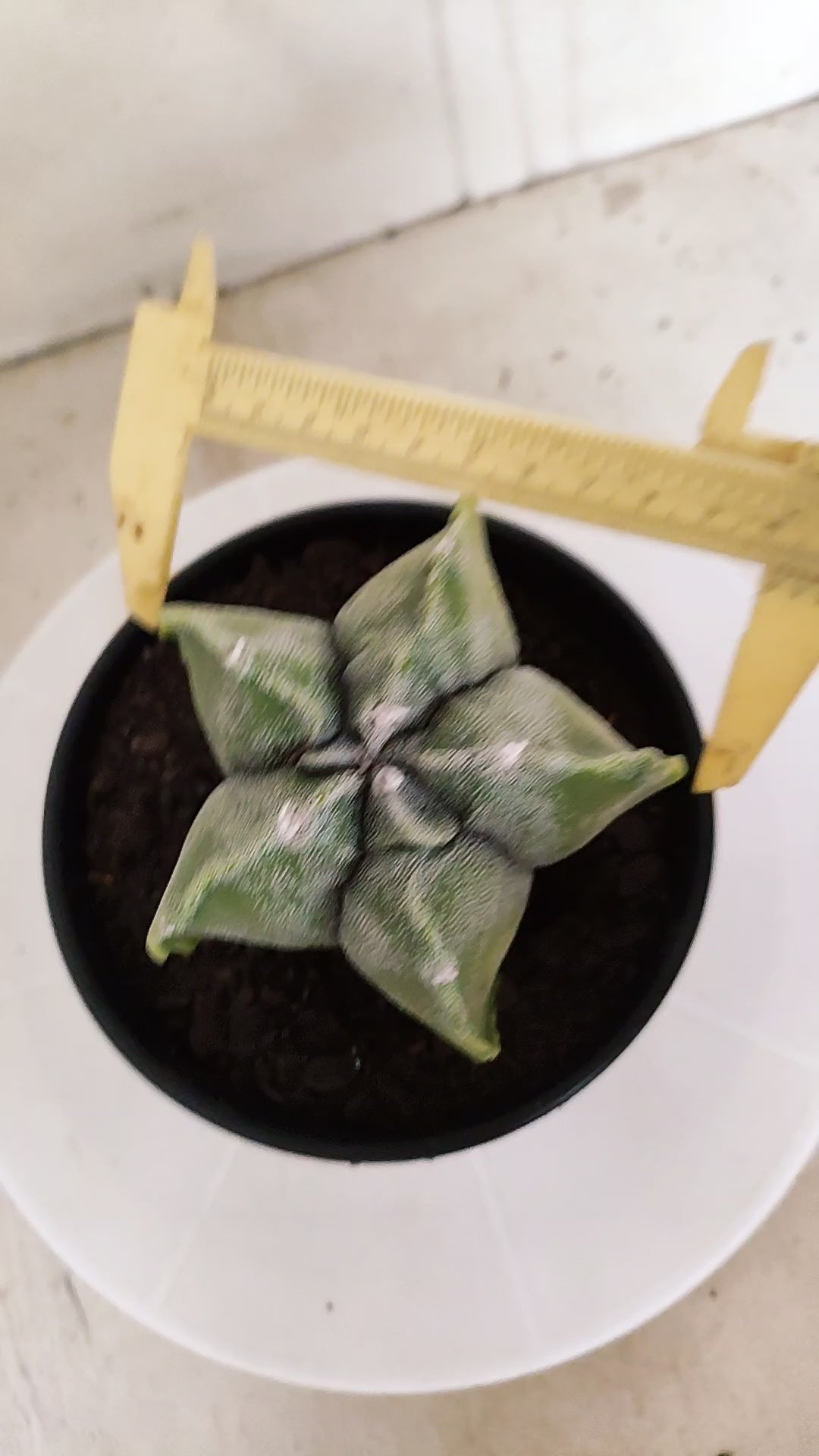 ASTROPHYTUM cv KIKKO Nº 591 "Variegata" - vaso 15