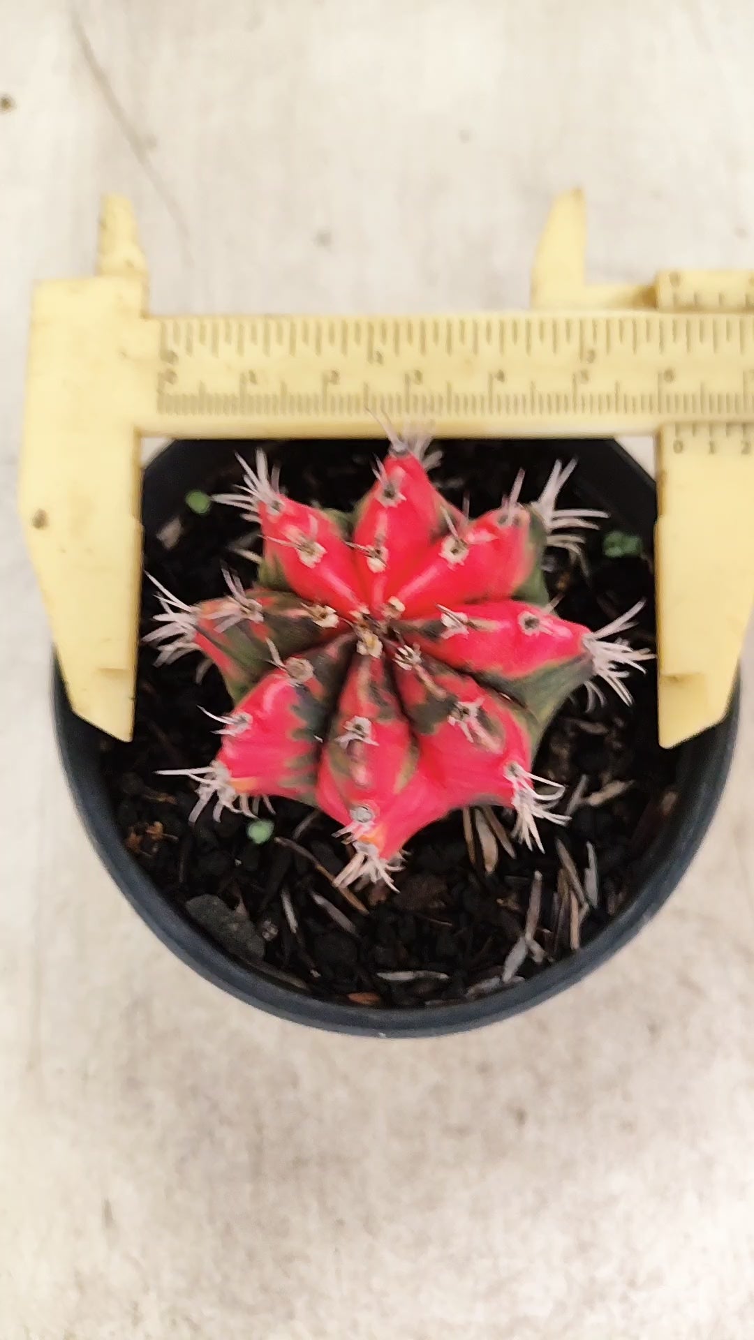 GYMNOCALYCIUM Mihanovichii Nº 631 – vaso 11