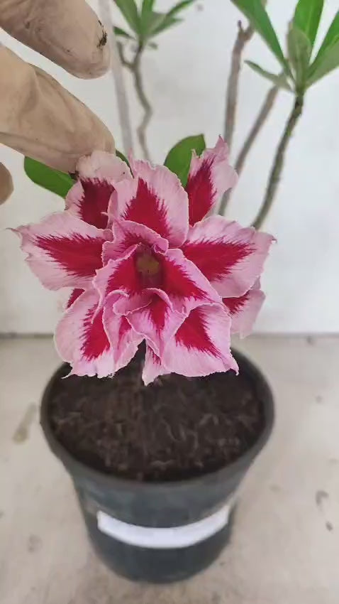 Planta Dobrada 3909 – 30cm – 02 anos