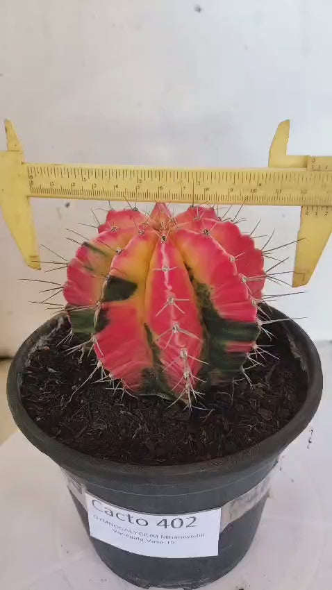 GYMNOCALYCIUM Mihanovichii "Variegata" Nº 402 – vaso 15
