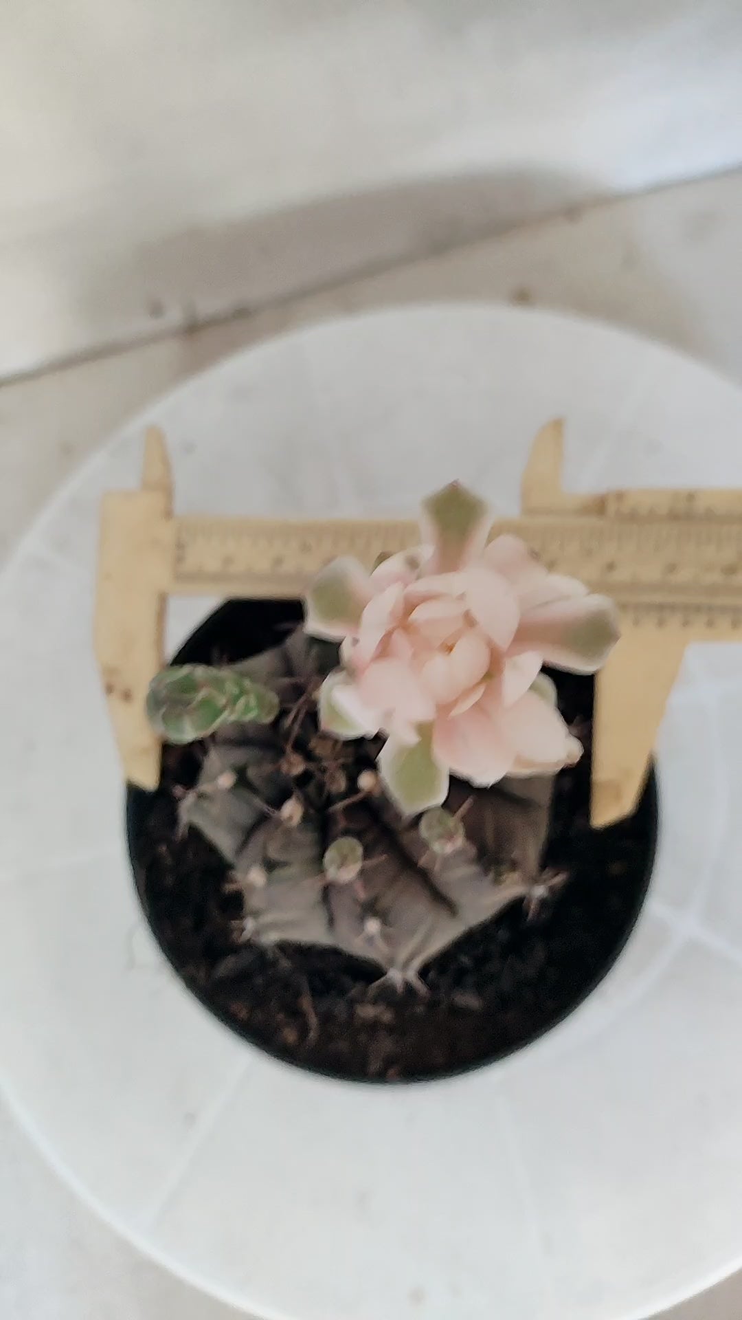 MATRIZ Gymnocalycium Mihanovichii “Purple” Nº 656 – vaso 11
