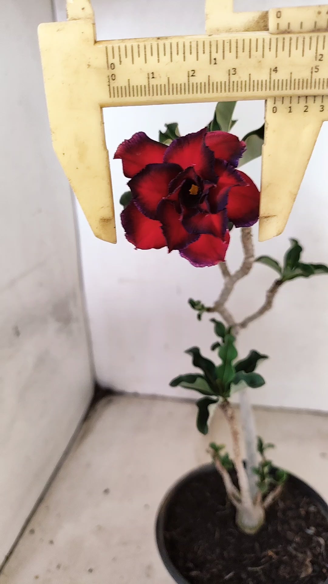 Planta Dobrada 3934 – 30cm – 02 anos