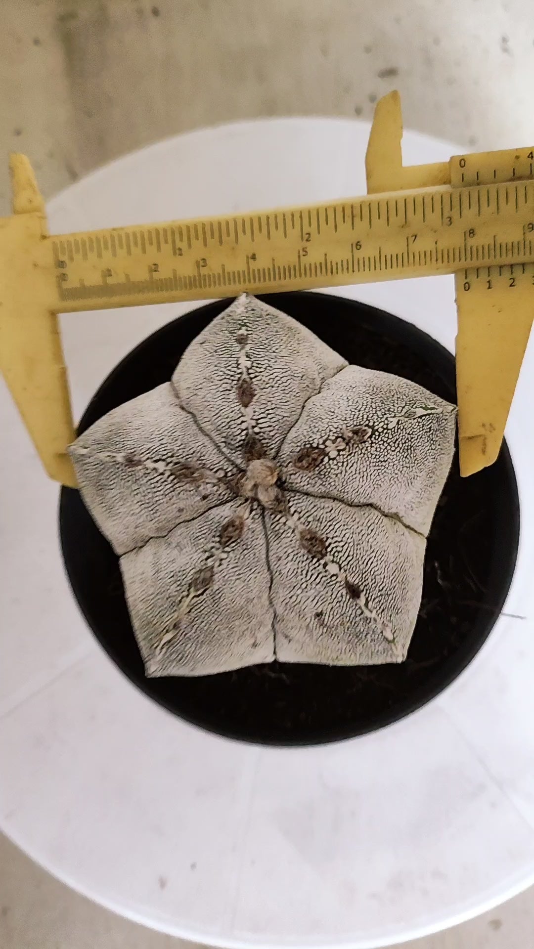 ASTROPHYTUM MYRIOSTIGMA Onzuka  Nº 770 – vaso 11