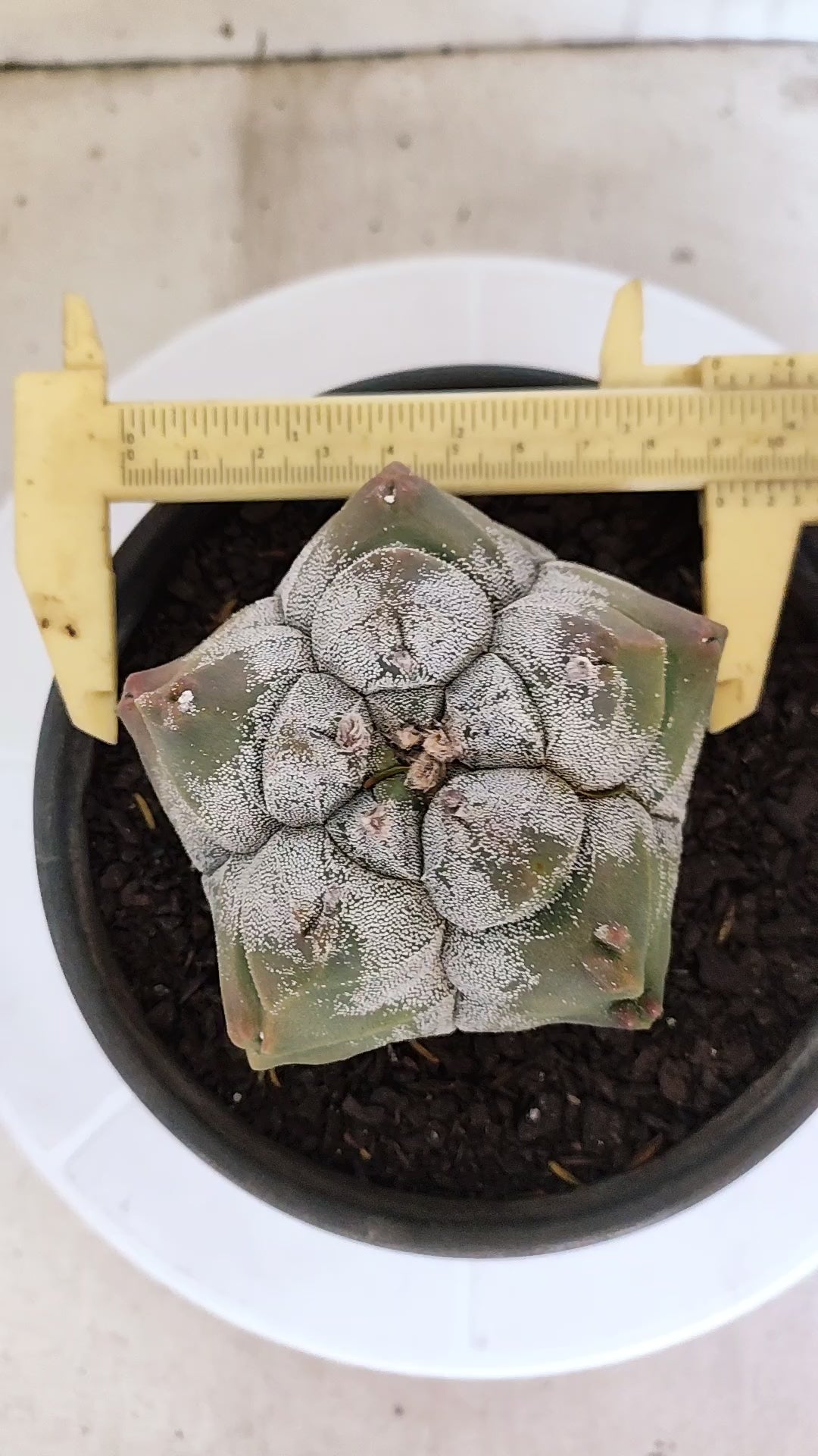 MATRIZ ASTROPHYTUM cv KIKKO   Nº 1077 – vaso 15