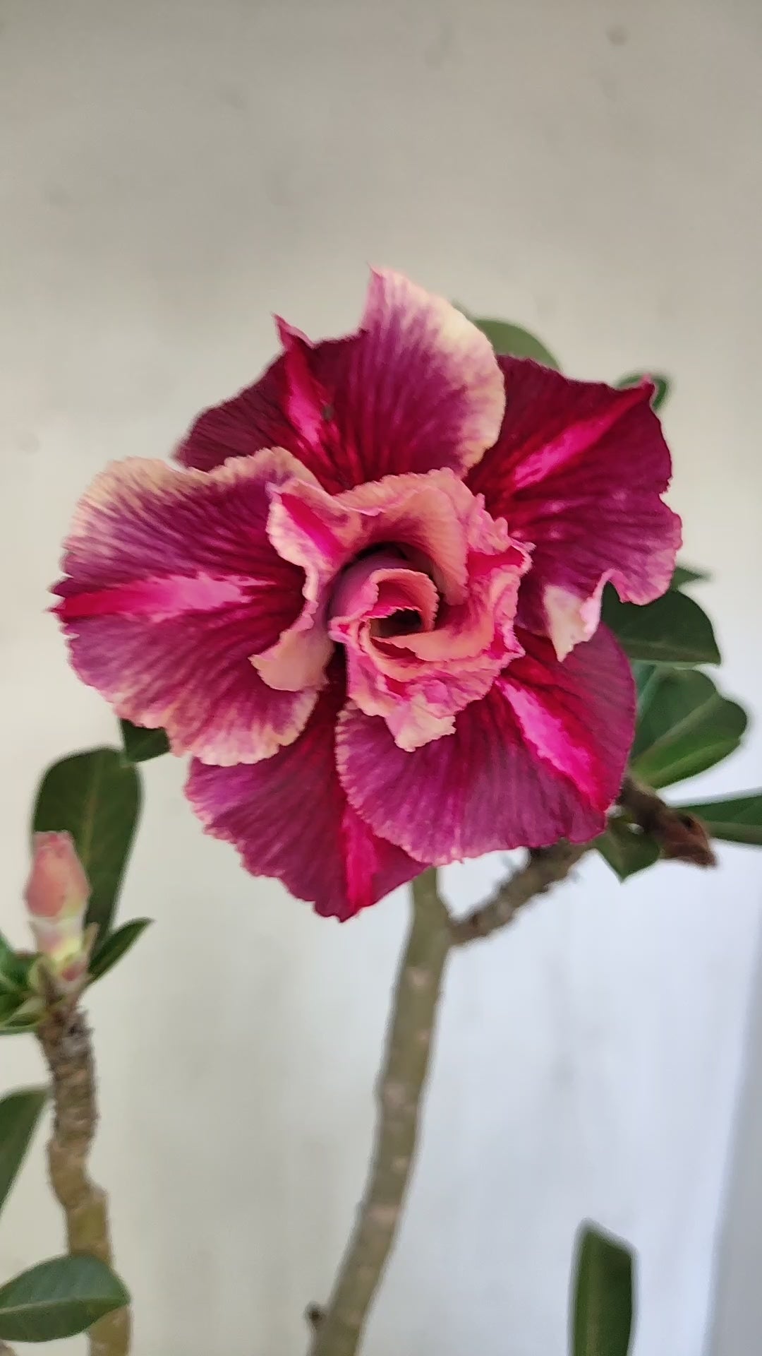 Planta Dobrada 4042 – 35cm – 03 anos - Vaso 15
