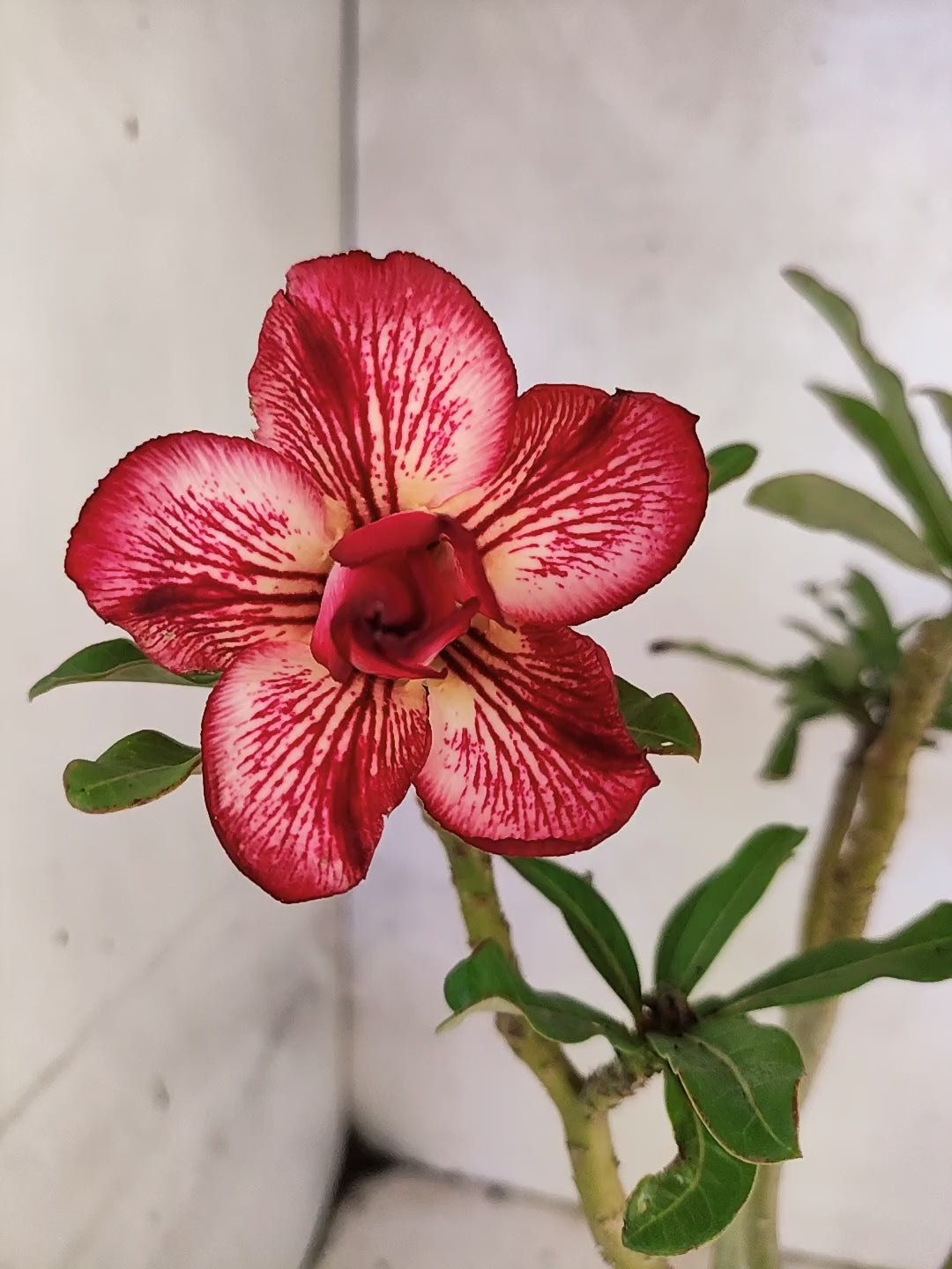 Planta Dobrada 3870 – 35cm – 03 anos
