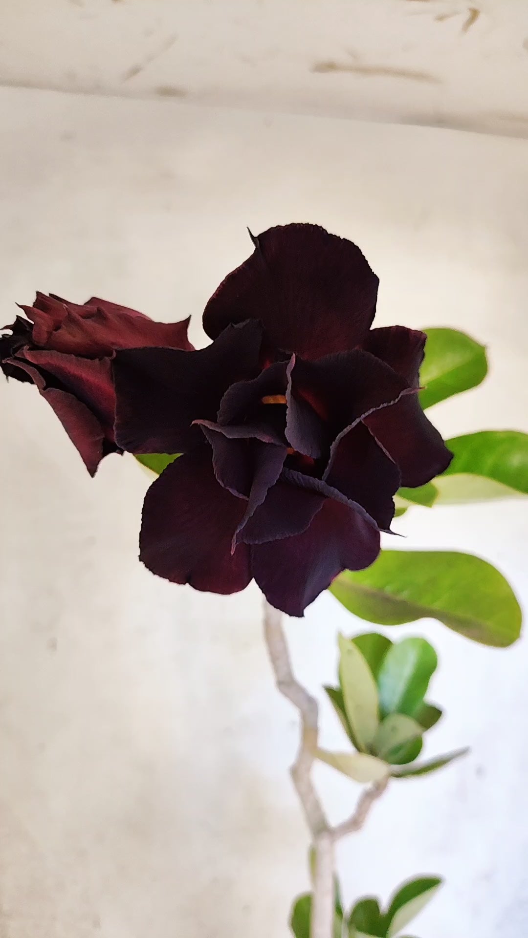 Planta Dobrada 3475 – 35cm – 03 anos