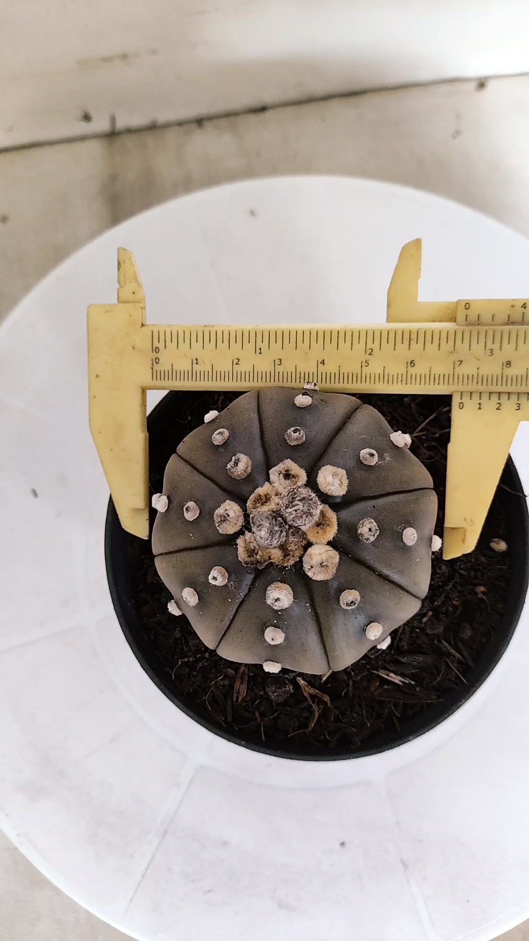 ASTROPHYTUM ASTERIAS "STAR SHAPE - Purple"   Nº 1148 – vaso 11