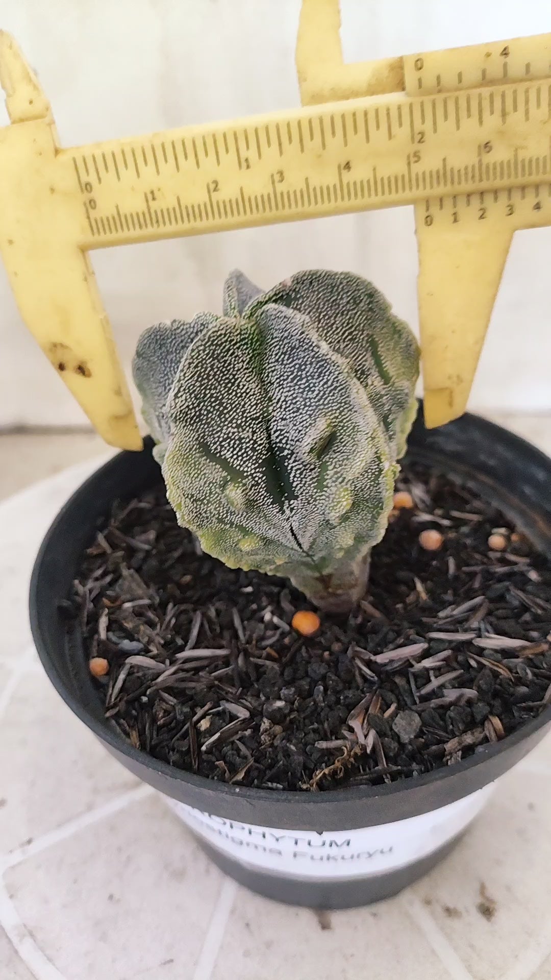ASTROPHYTUM MYRIOSTIGMA cv KIKKO "Fukuryu - Variegata"  Nº 1422 – vaso 11