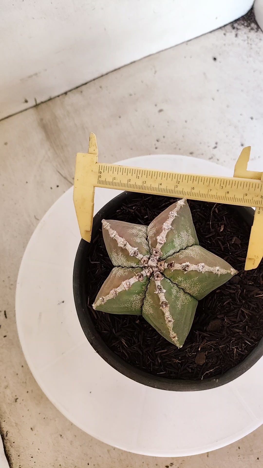 MATRIZ ASTROPHYTUM cv KIKKO  Nº 1171 – vaso 15