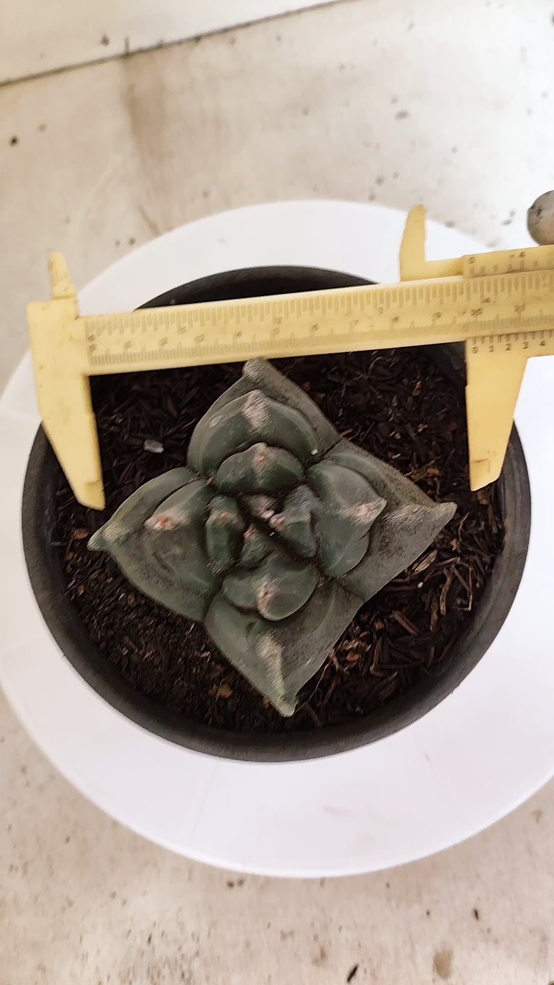 MATRIZ ASTROPHYTUM cv KIKKO  "4 Quinas"Nº 1170 – vaso 15