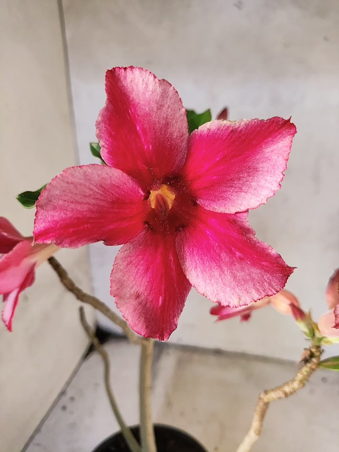 Planta Simples 3258 – 30cm – 03 anos