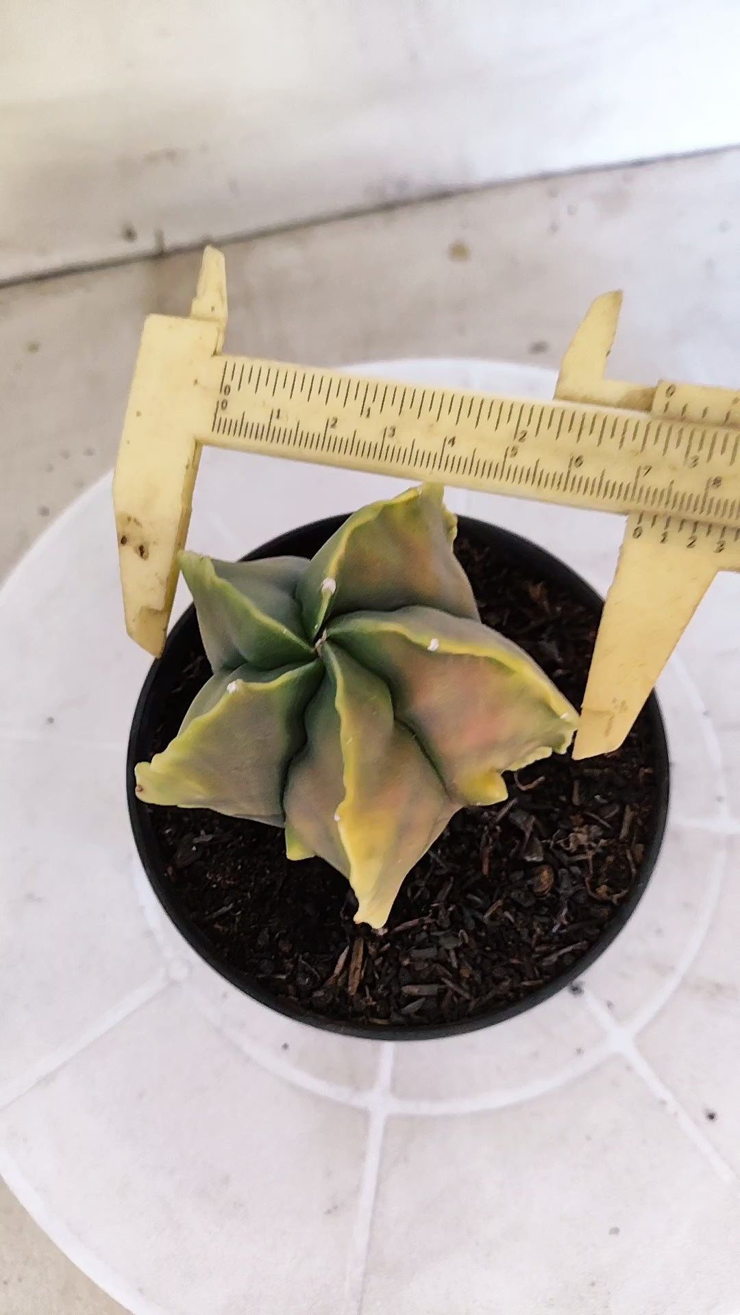 MATRIZ ASTROPHYTUM cv KIKKO "Fukuryu"  Nº 1373 – vaso 15