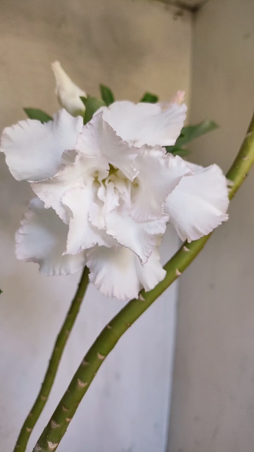 Planta Dobrada 3952 – 35cm – 03 anos