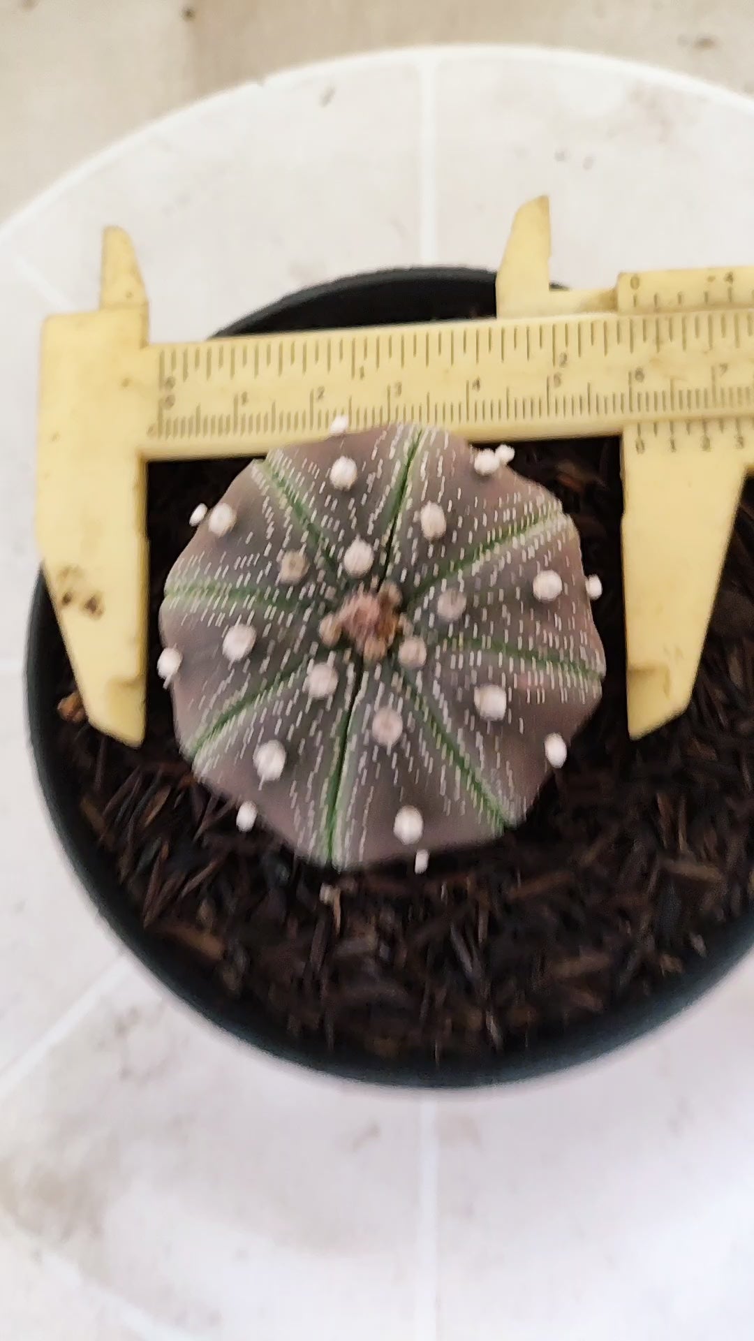MATRIZ ASTROPHYTUM ASTÉRIAS "Purple - Star Shape" Nº 1160 – vaso 11