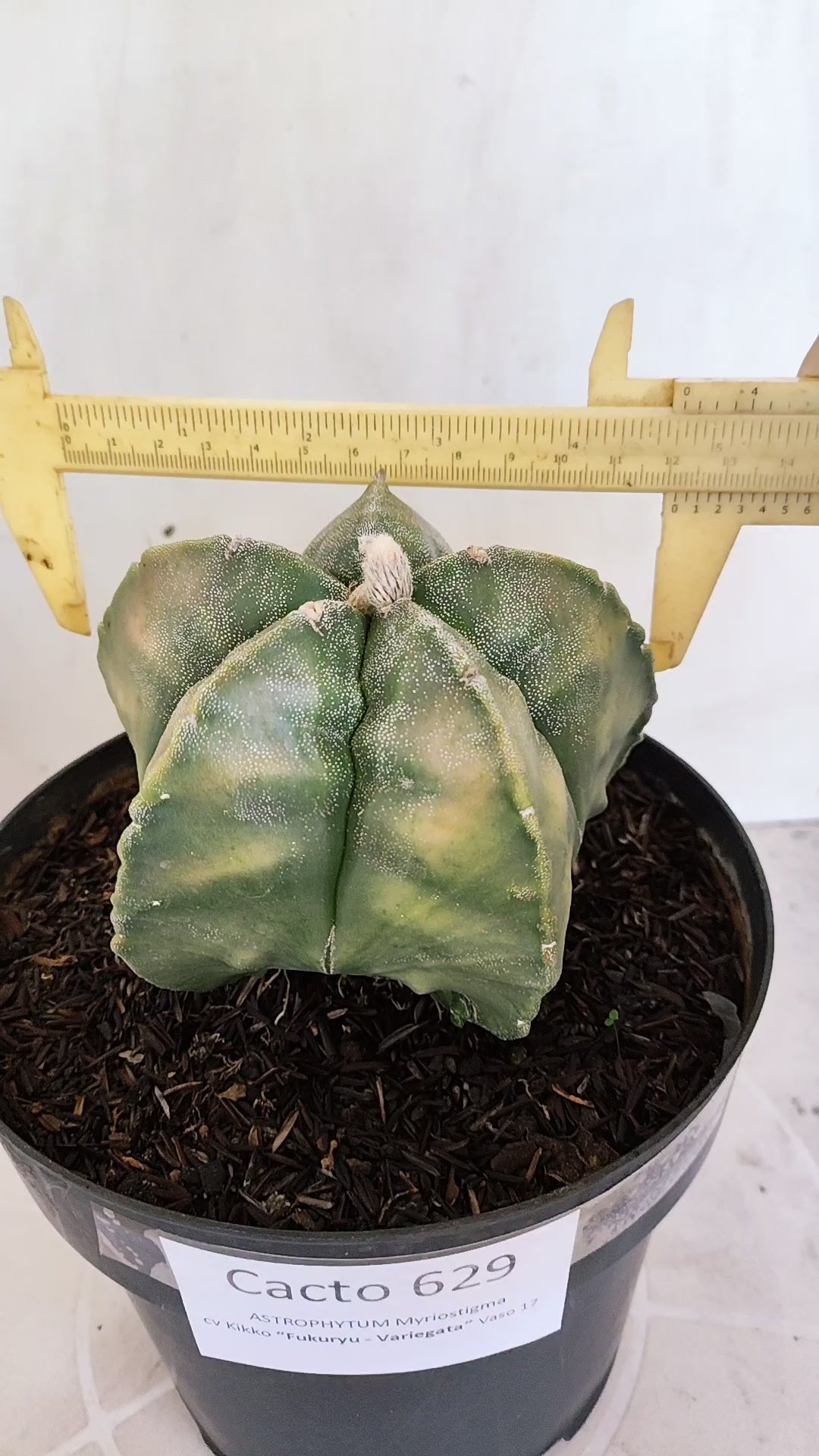 MATRIZ ASTROPHYTUM cv KIKKO "Fukuryu Variegata"  Nº  629 – vaso 17