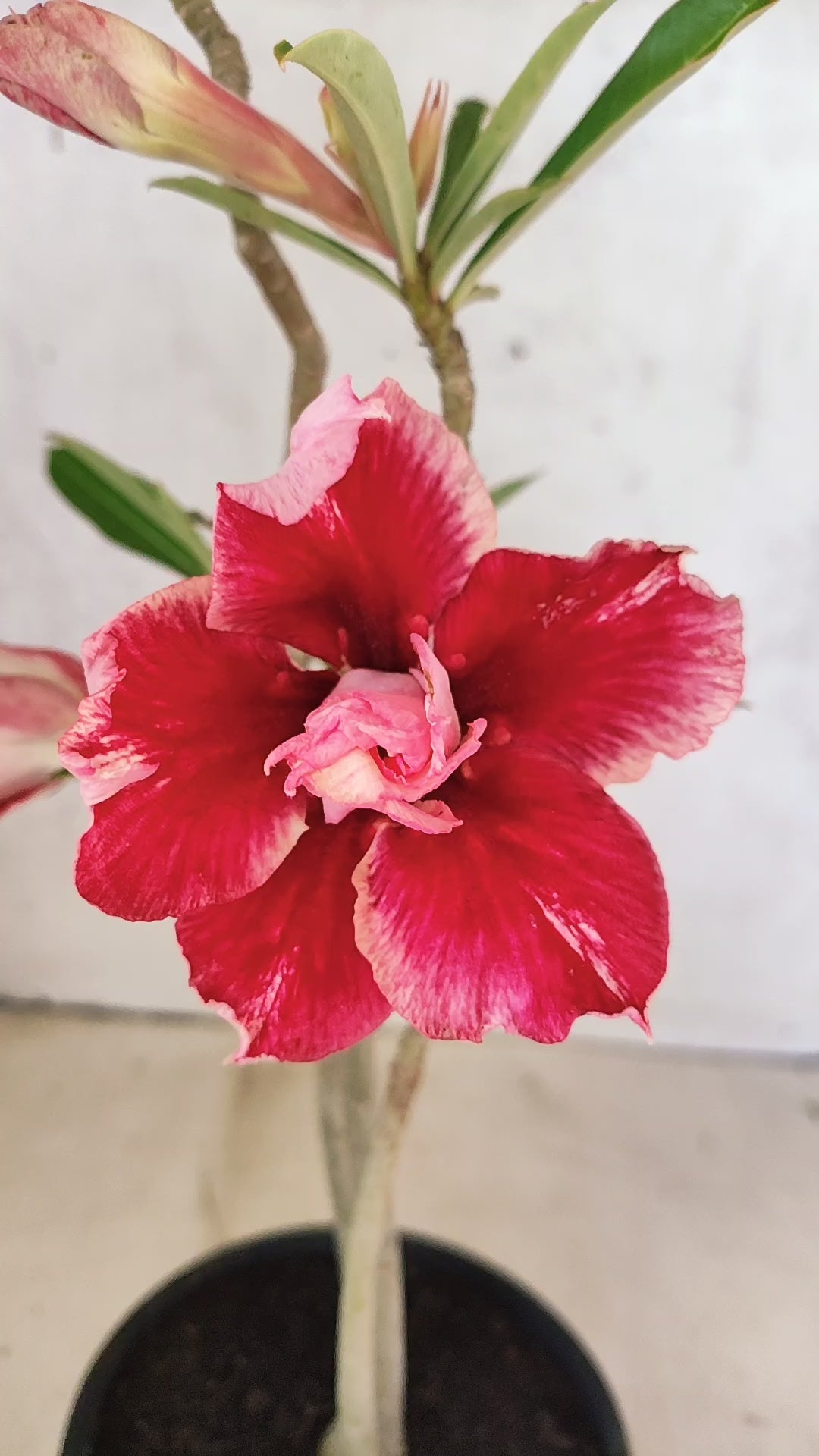 Planta Dobrada 3890 – 35cm – 02 anos