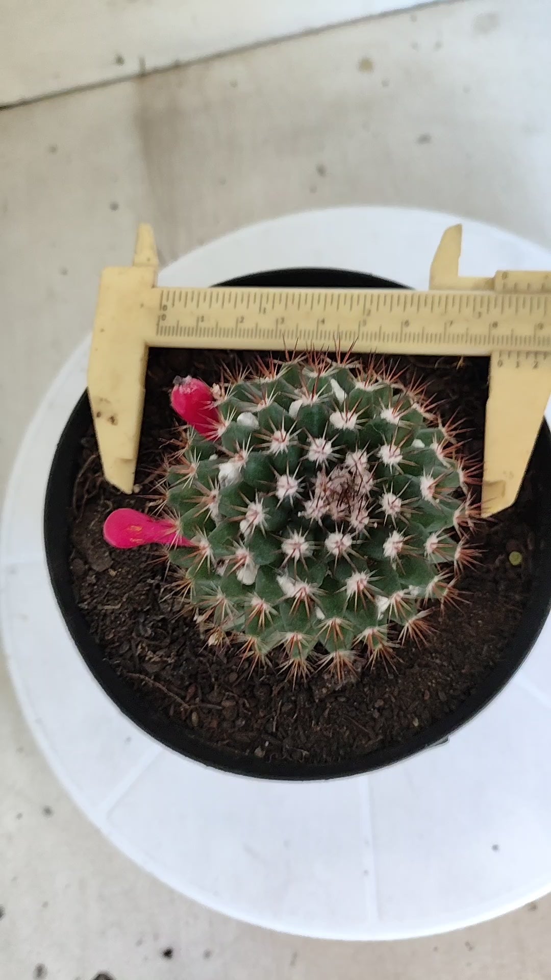 Matriz Cacto Mammillaria "Winterae" Nº 50 - vaso 15