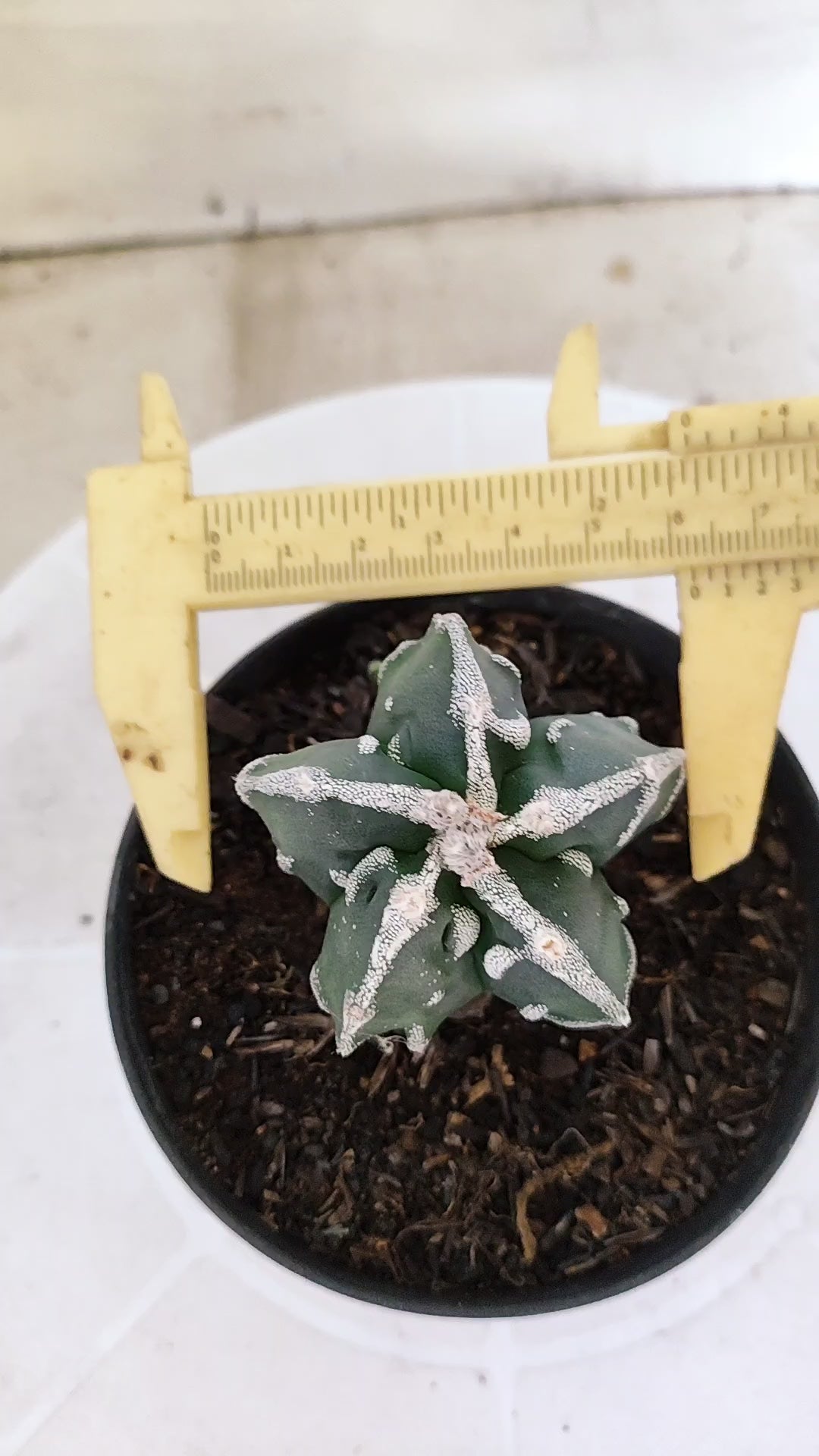 MATRIZ ASTROPHYTUM cv KIKKO "Fukuryu"  Nº 1374 – vaso 11