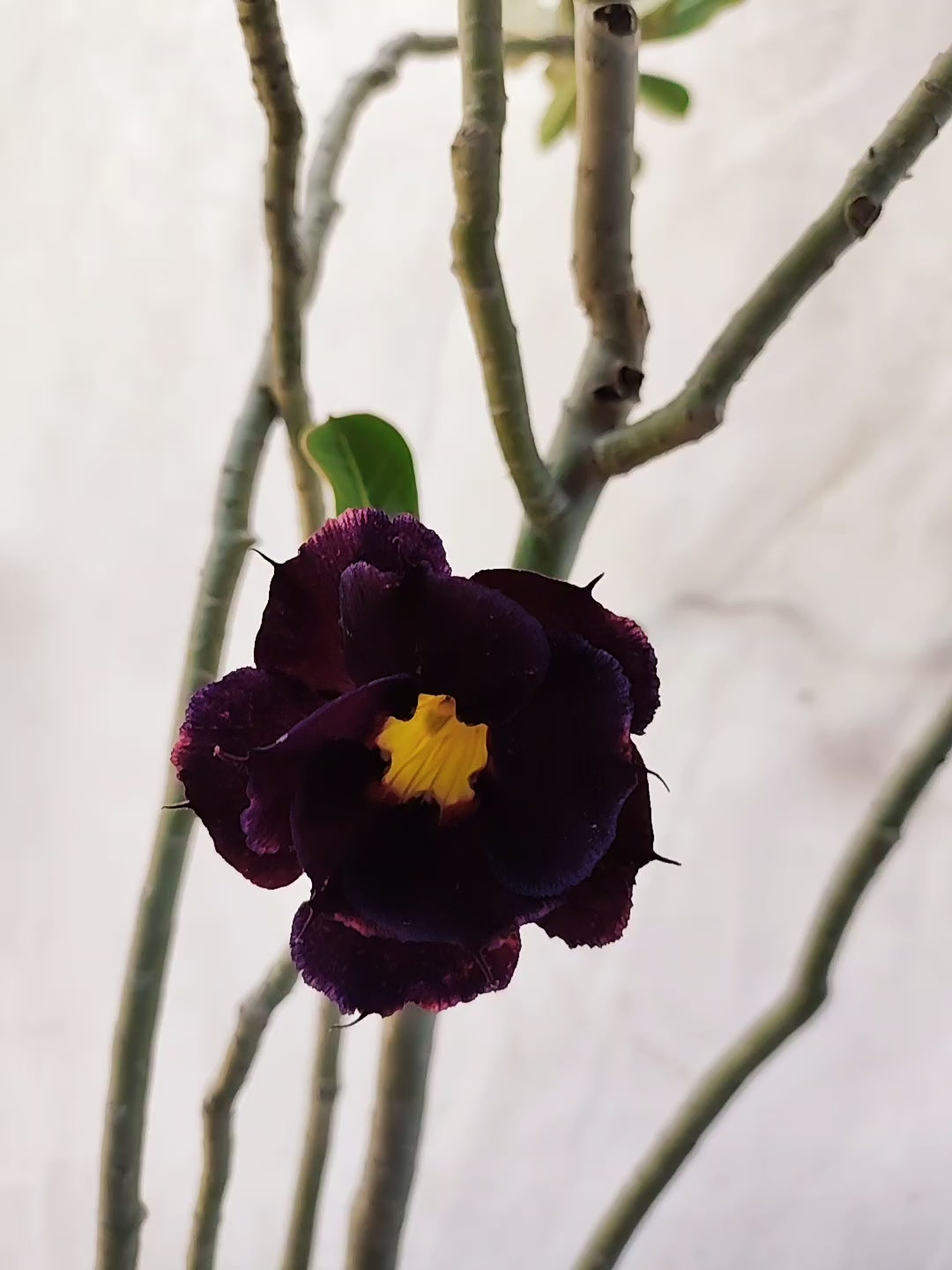 Planta MATRIZ Dobrada Nº 09 – 80cm – 05 anos