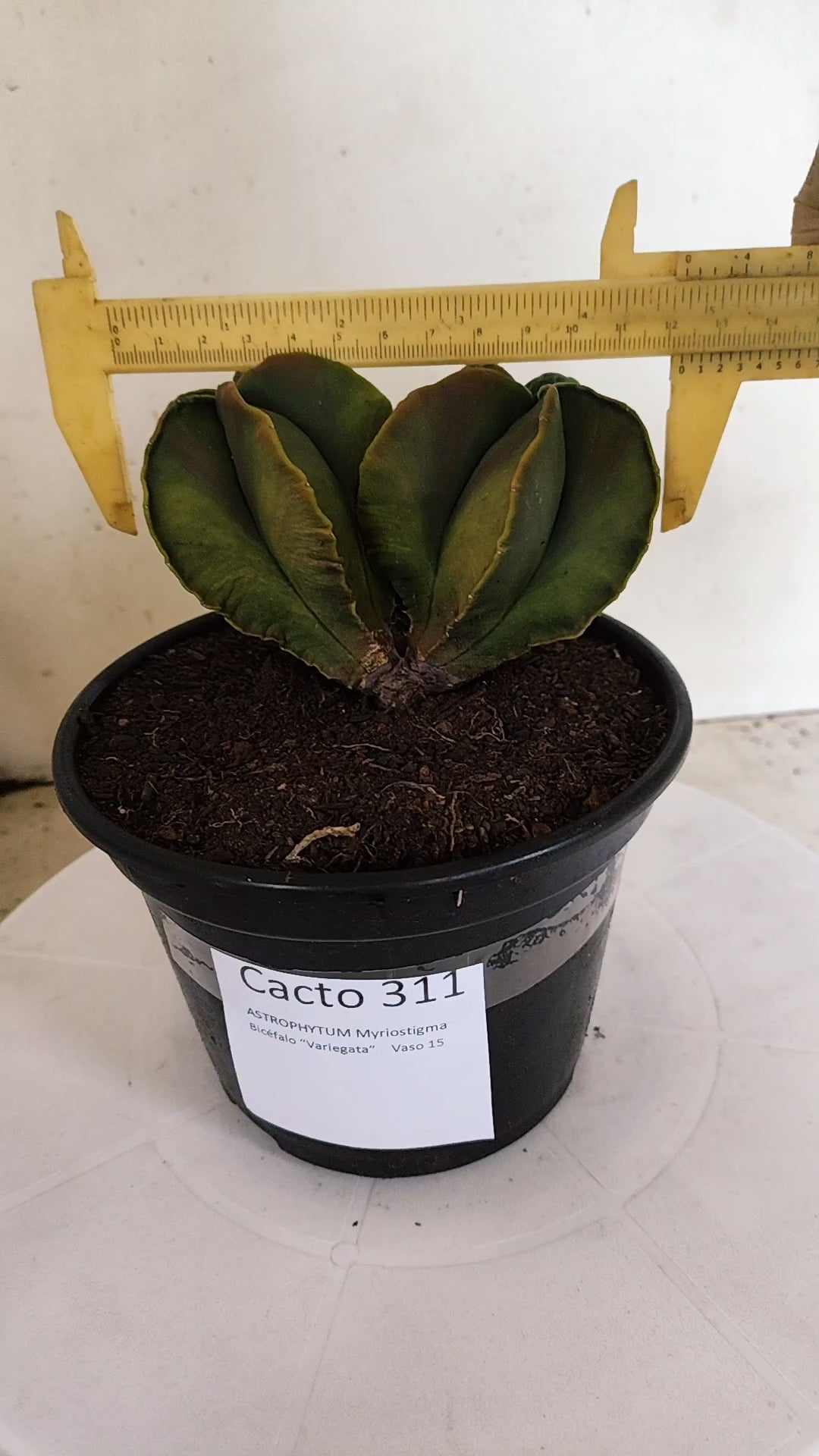 ASTROPHYTUM MYRIOSTIGMA "Variegata - Bicéfalo" Nº 311 – vaso 15