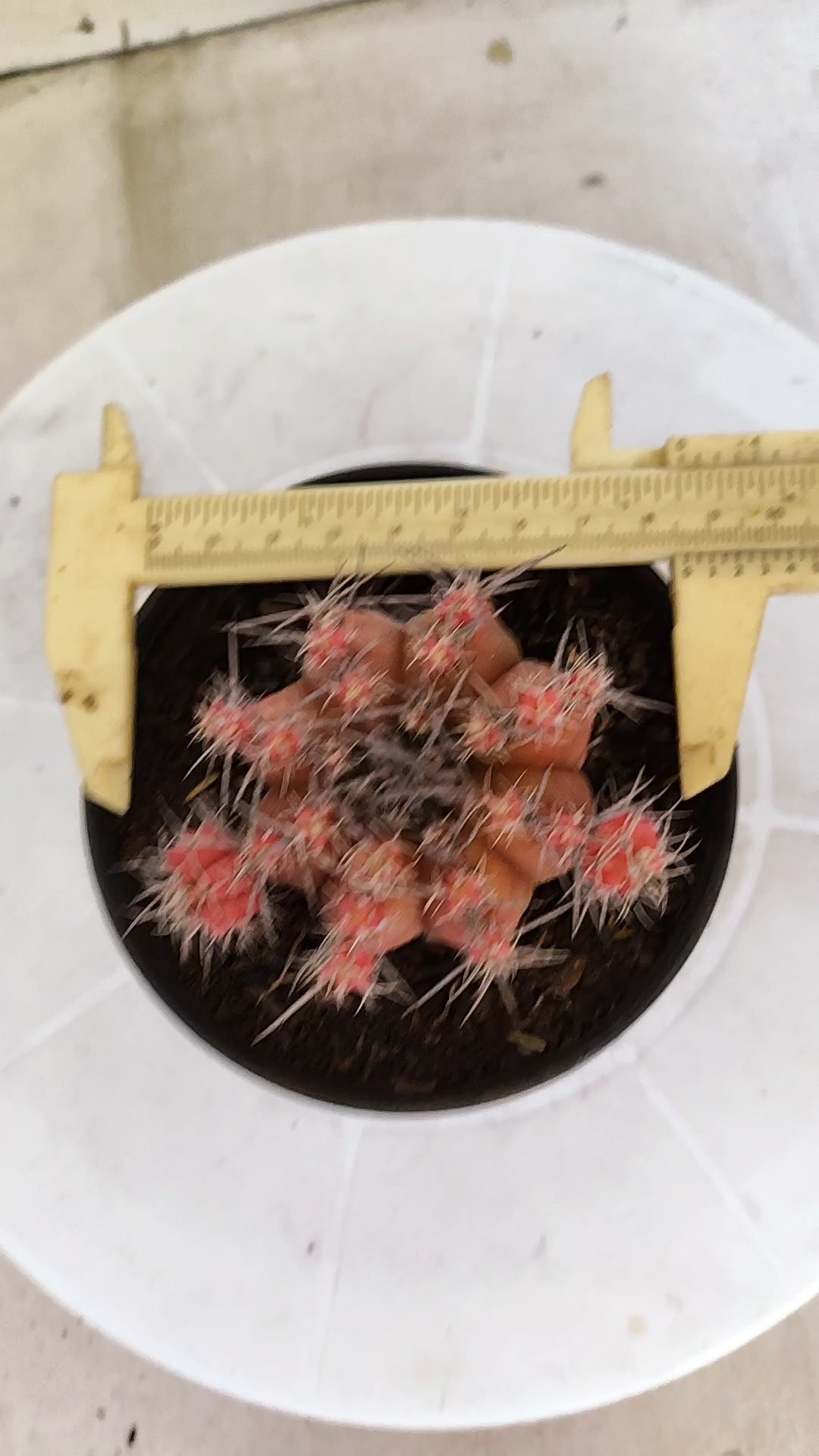 Matriz GYMNOCALYCIUM Mihanovichii Variegata Nº 1670 – vaso 11