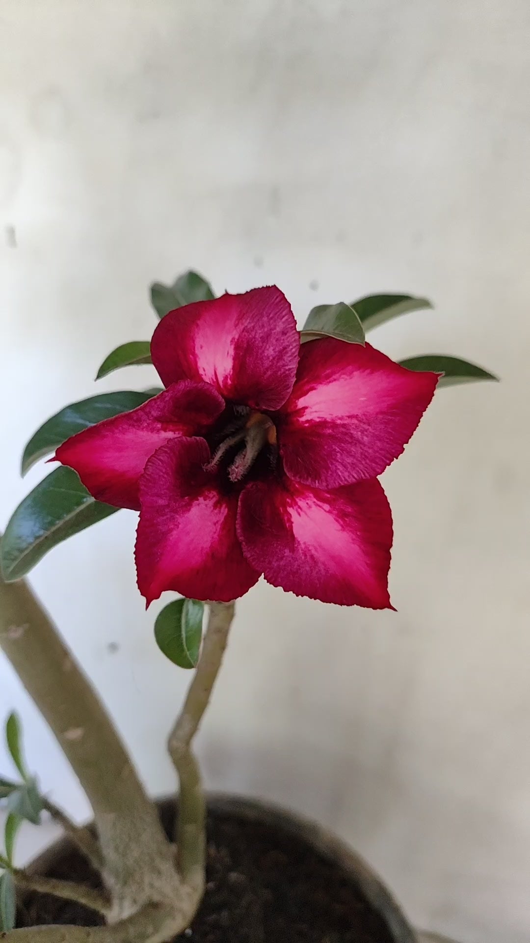 Planta Simples 3649 – 40cm – 03 anos - vaso 17