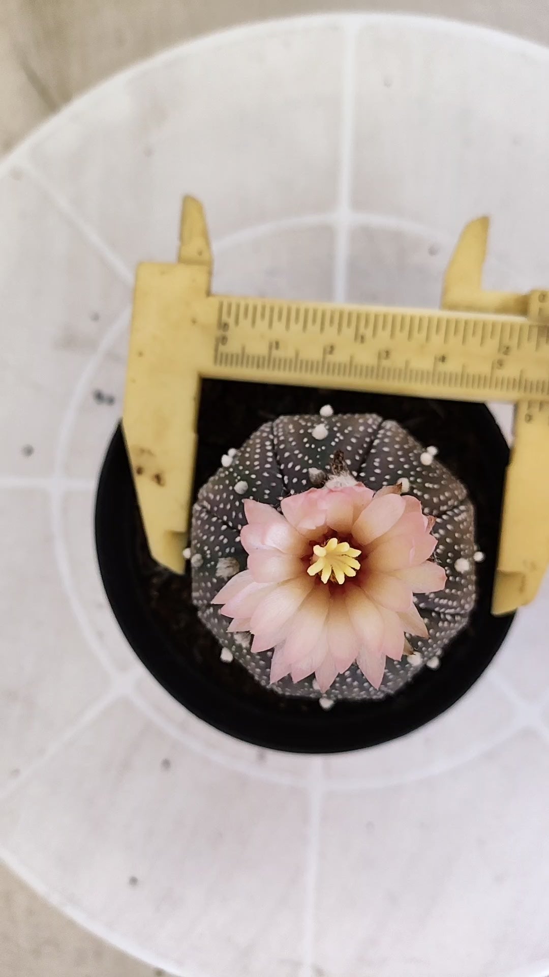ASTROPHYTUM ASTERIAS “Purple - Akabana”  Nº 1396 – vaso 09