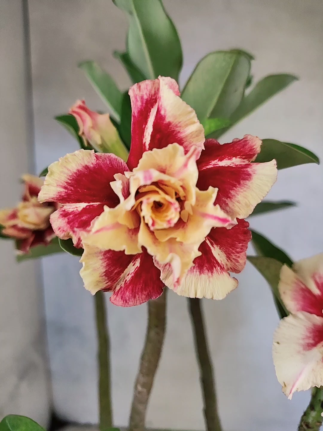 Planta Dobrada 3871 – 35cm – 03 anos