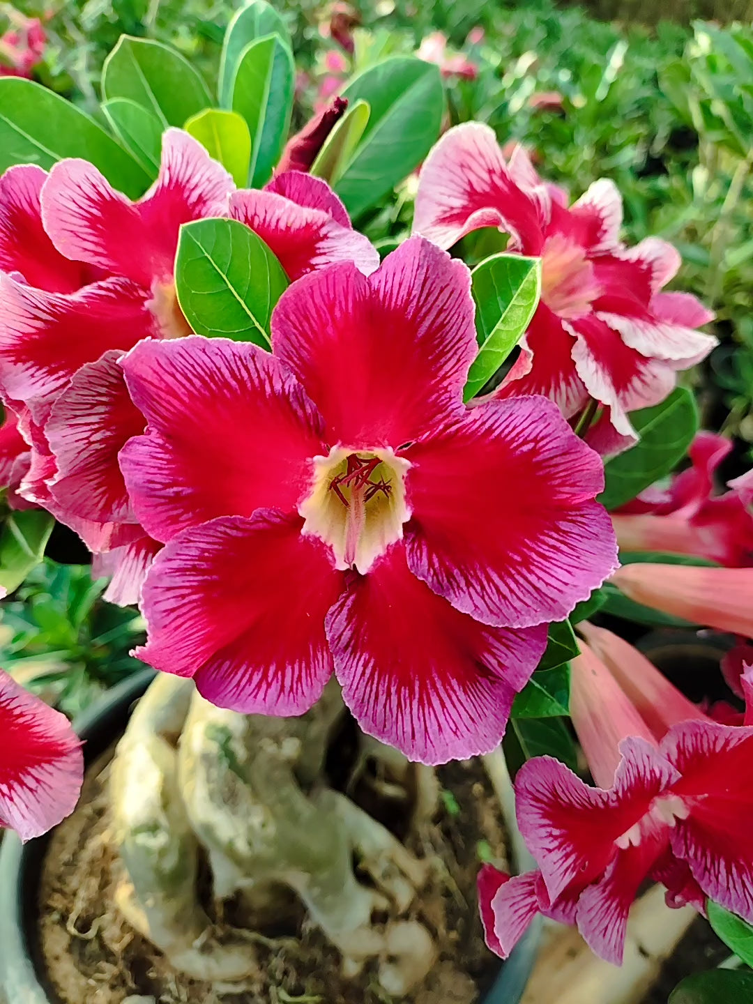 Planta Simples 3511 – 50cm – 10 anos