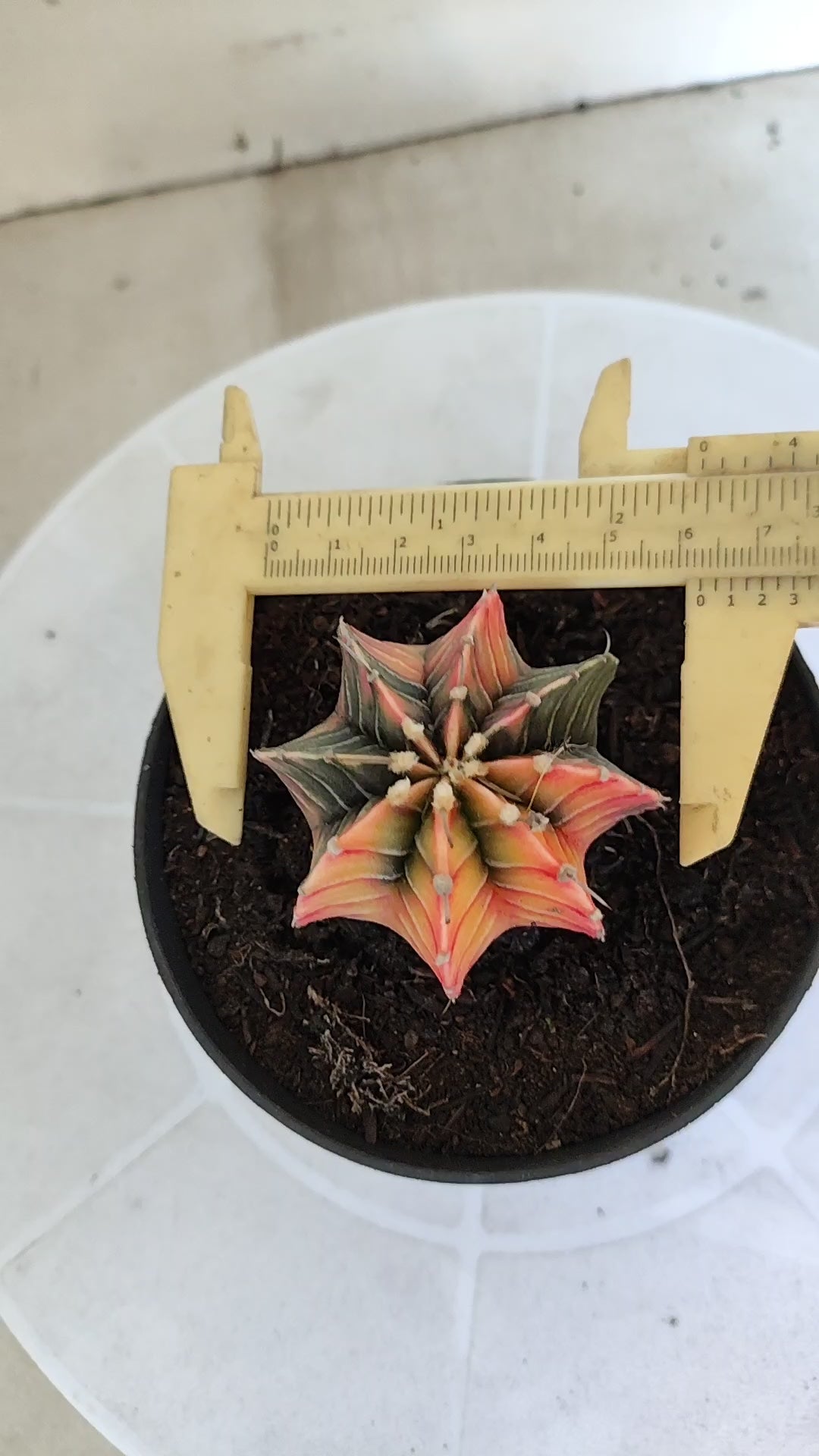 GYMNOCALYCIUM HIBRIDO Variegata Nº 1213 – vaso 11