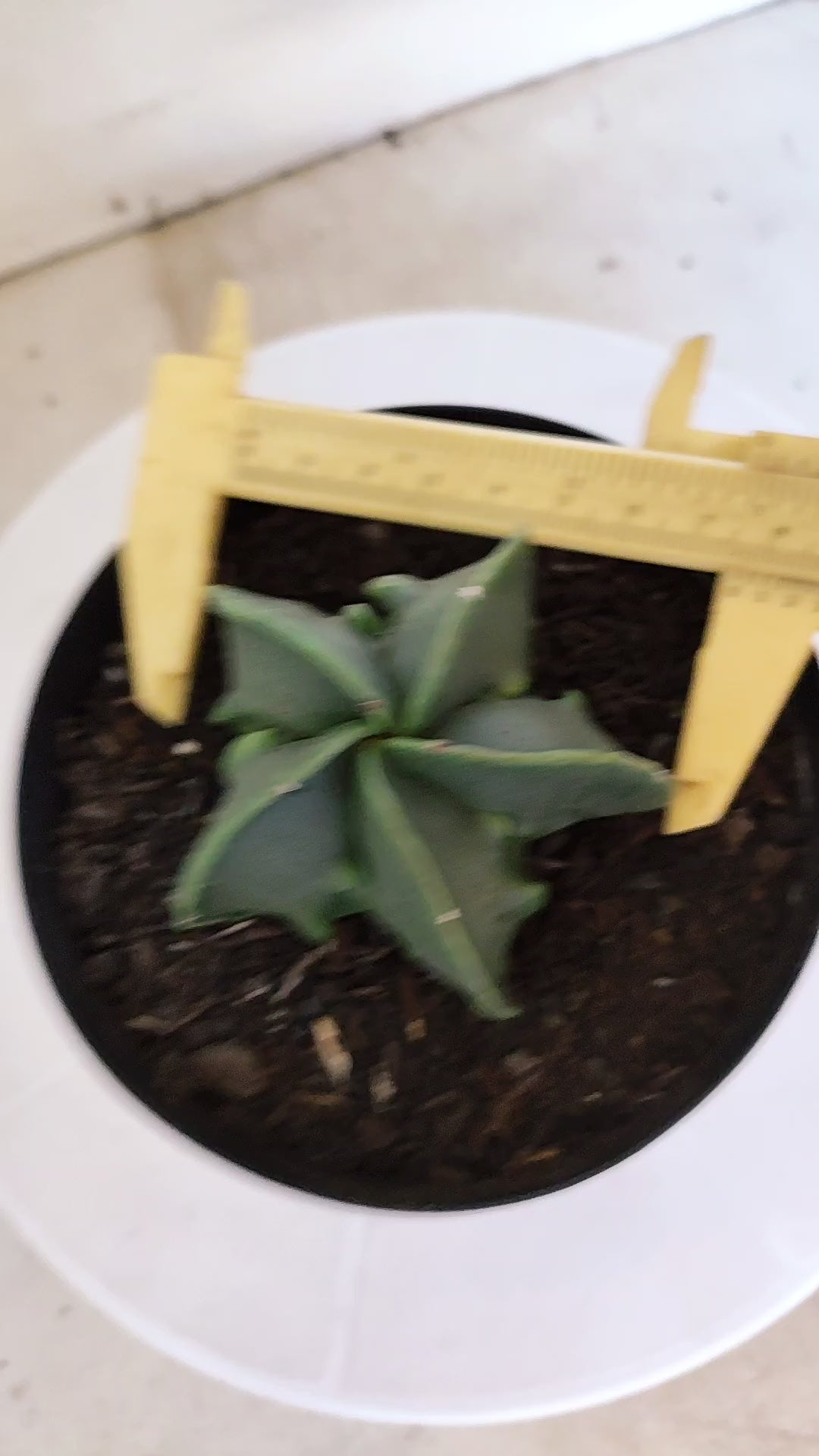 MATRIZ ASTROPHYTUM cv KIKKO "Fukuryu Nudum"  Nº 1231 – vaso 15