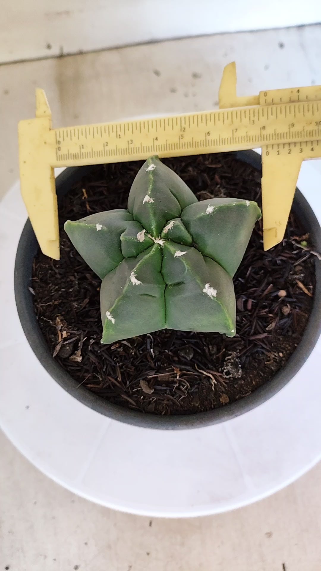 MATRIZ ASTROPHYTUM cv KIKKO  Nº 1300 – vaso 15