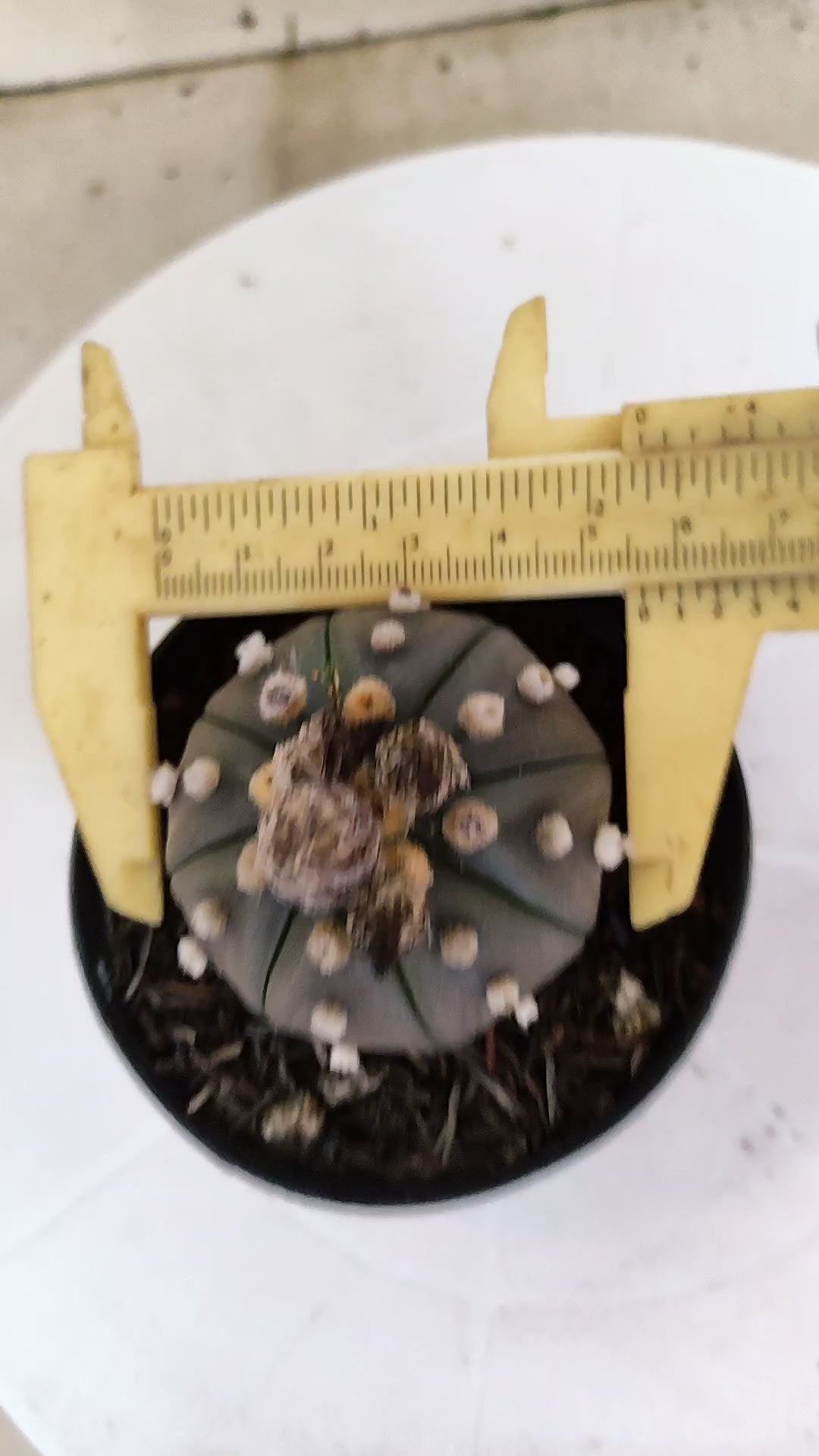 ASTROPHYTUM ASTERIAS “Purple”  Nº 1135 – vaso 09