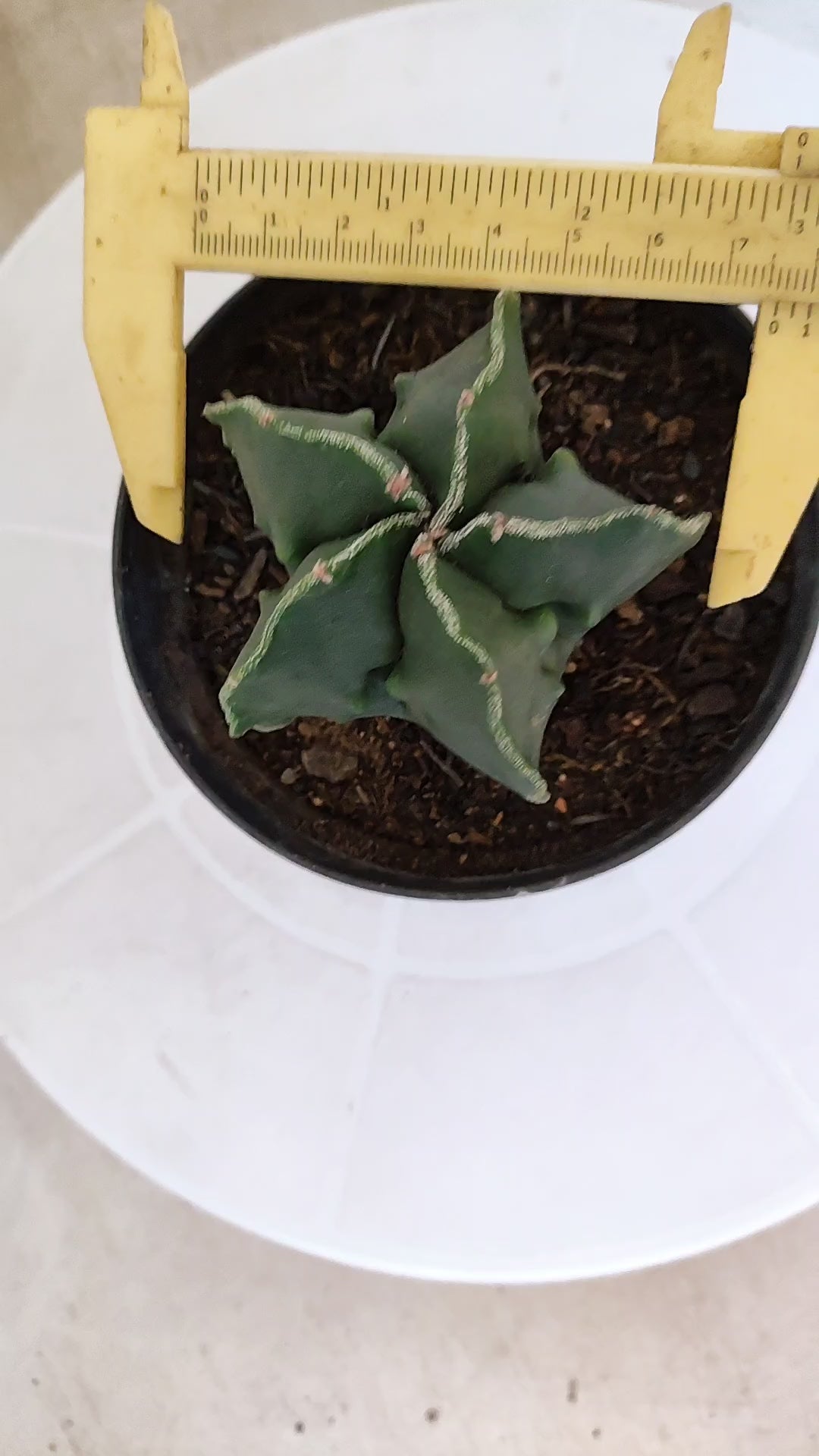 ASTROPHYTUM cv KIKKO "Fukuryu"  Nº 1207 – vaso 11