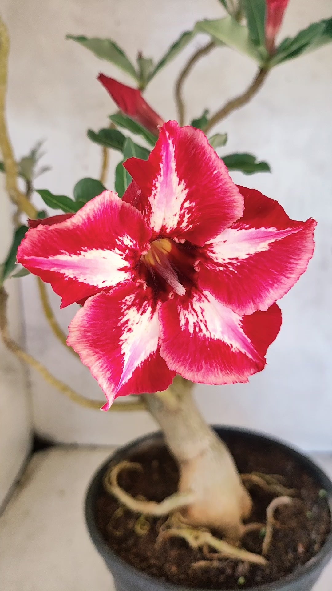 Planta Simples 3513 – 45cm – 03 anos