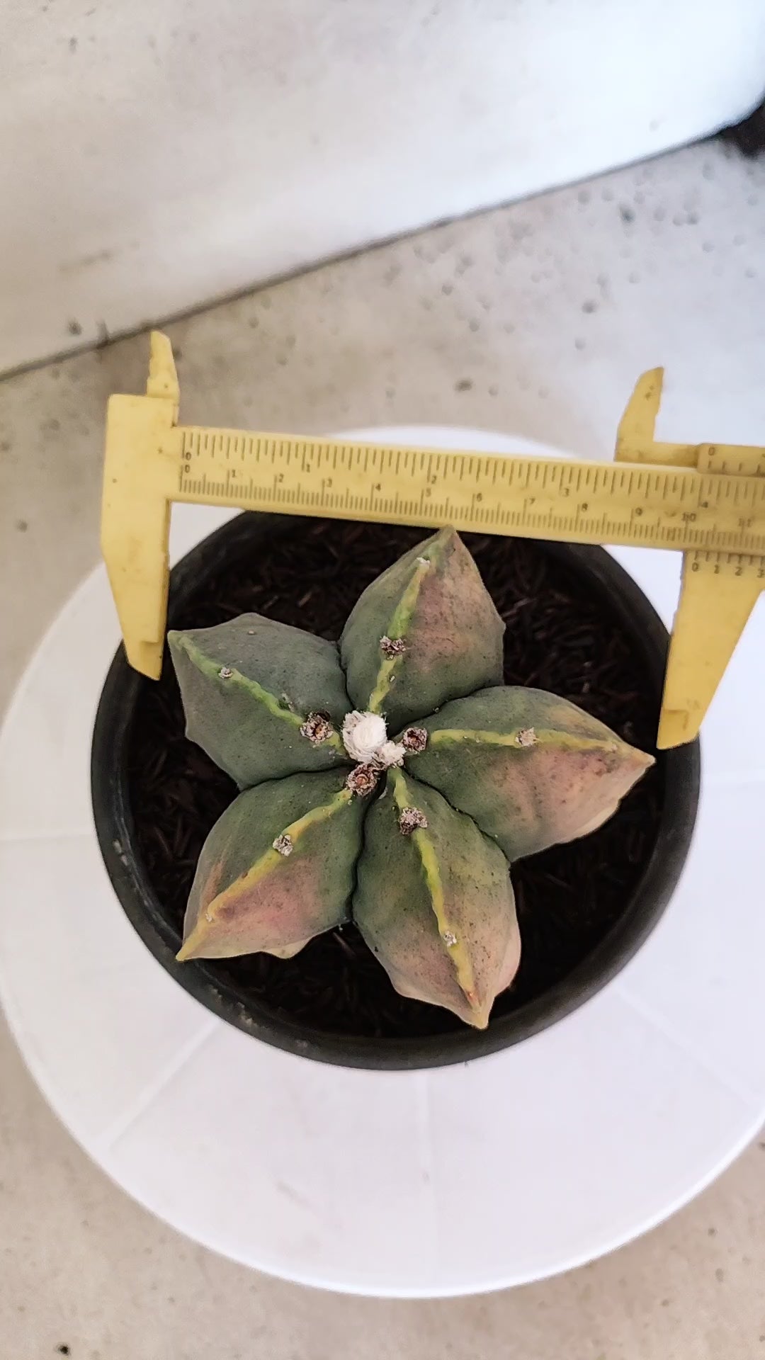 ASTROPHYTUM MYRIOSTIGMA "Variegata"  Nº 449 – vaso 15