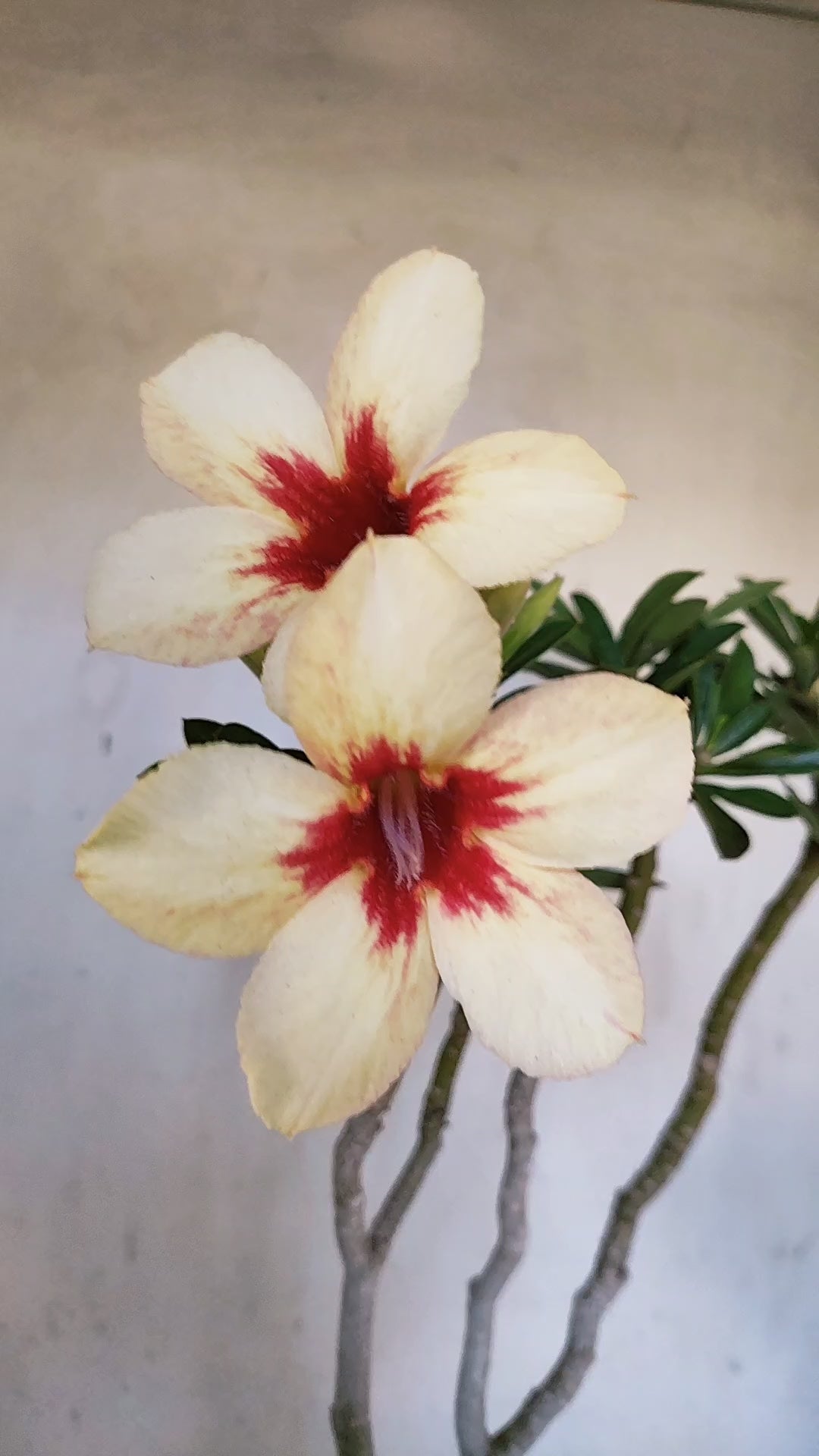 Planta Simples 3547 – 35cm – 03 anos