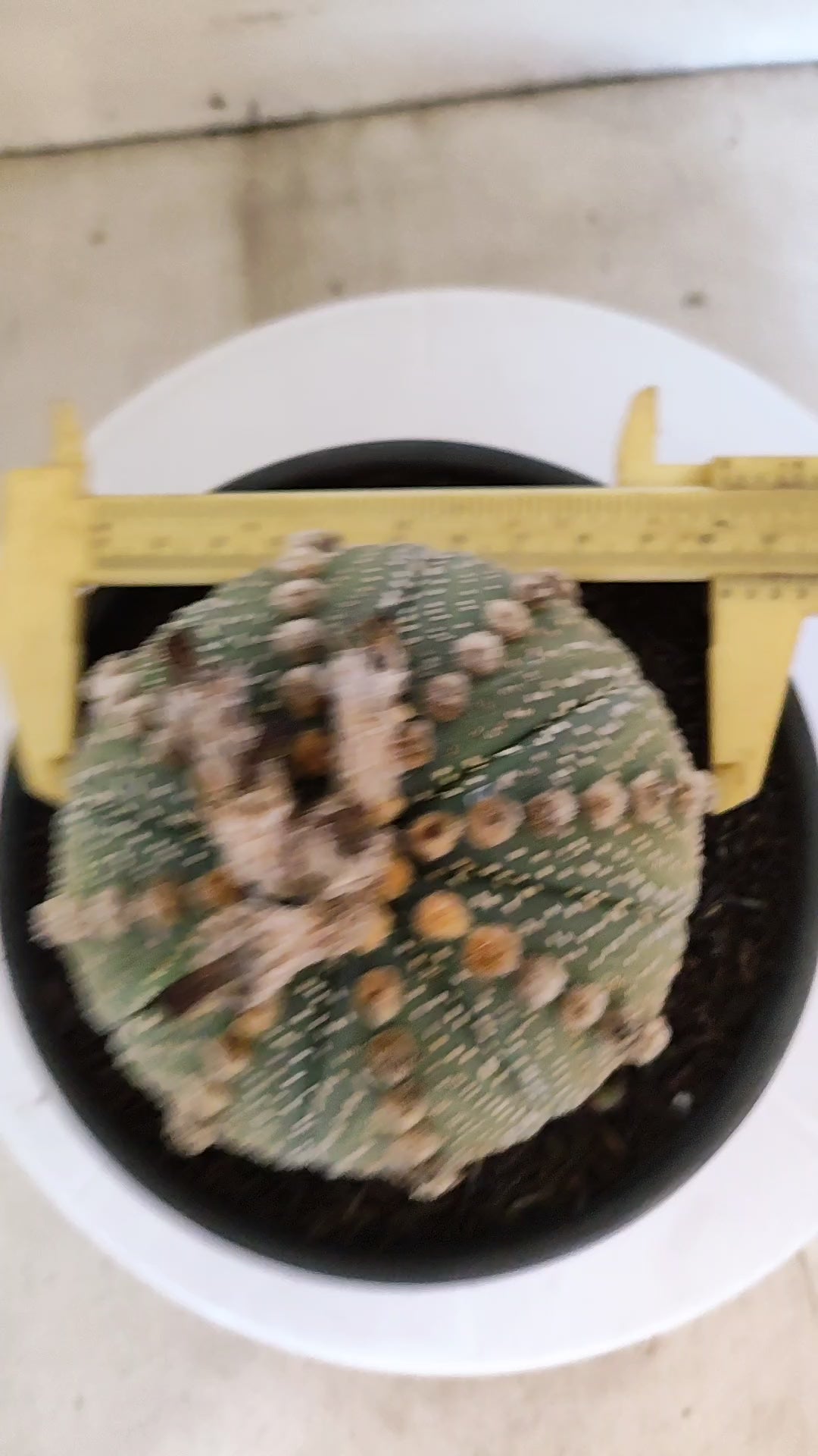 MATRIZ ASTROPHYTUM ASTÉRIAS  Nº 1104 – vaso 15