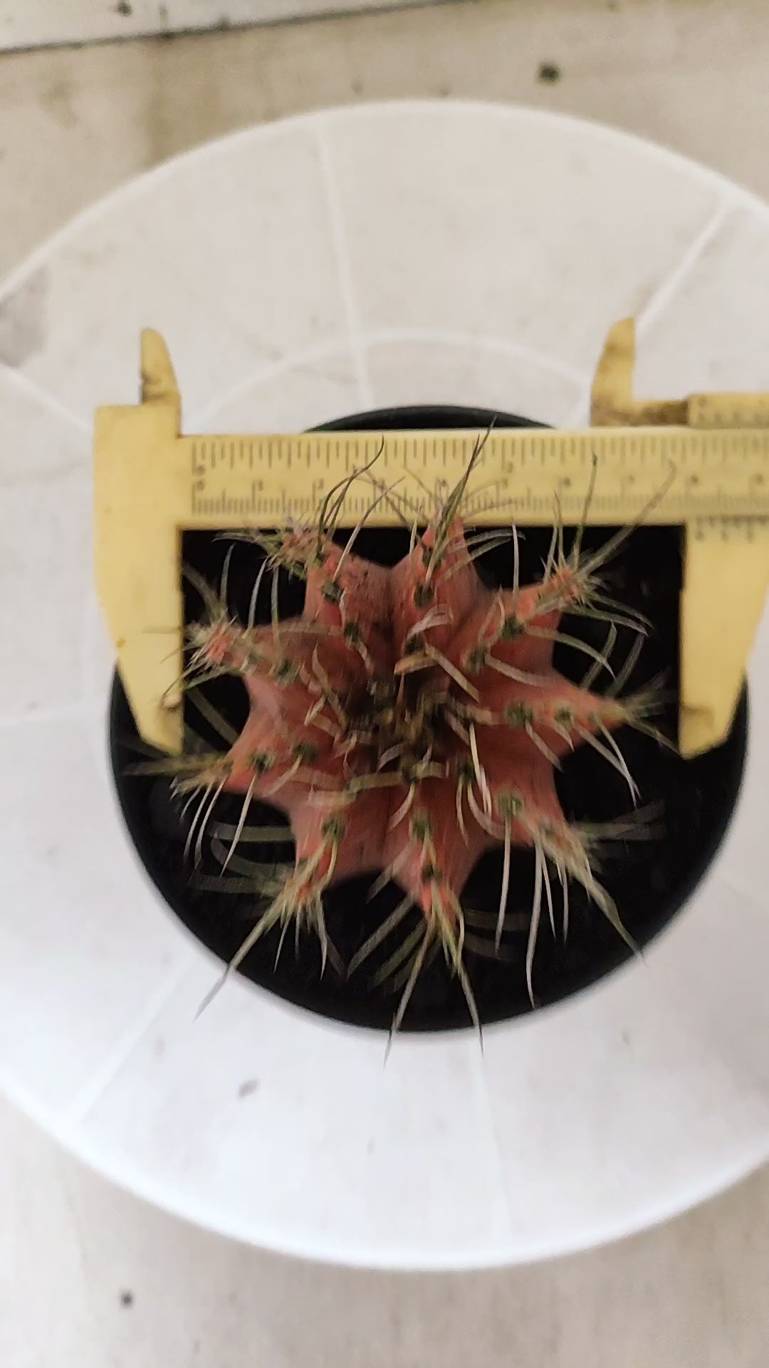 GYMNOCALYCIUM Mihanovichii Variegata Nº 1510 – vaso 11