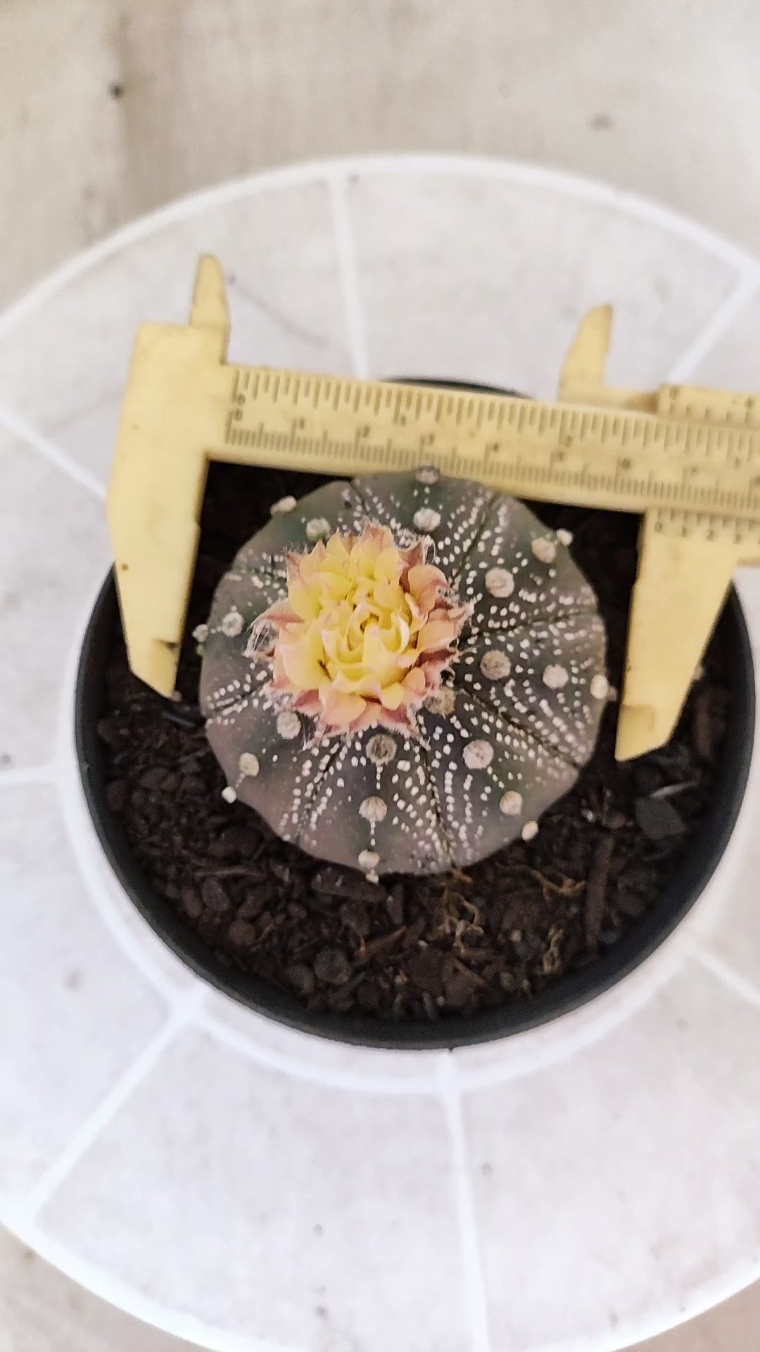 ASTROPHYTUM ASTERIAS  “Purple - AKABANA”  Nº 1731 – vaso 11