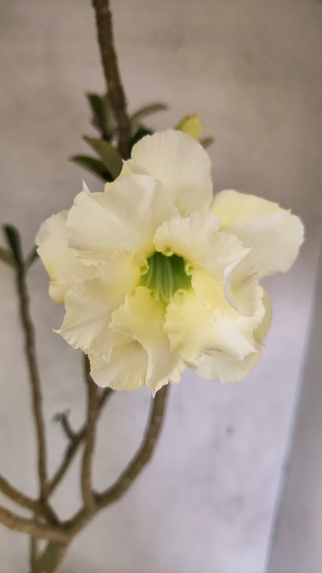 Planta Dobrada 3297 – 55cm – 03 anos