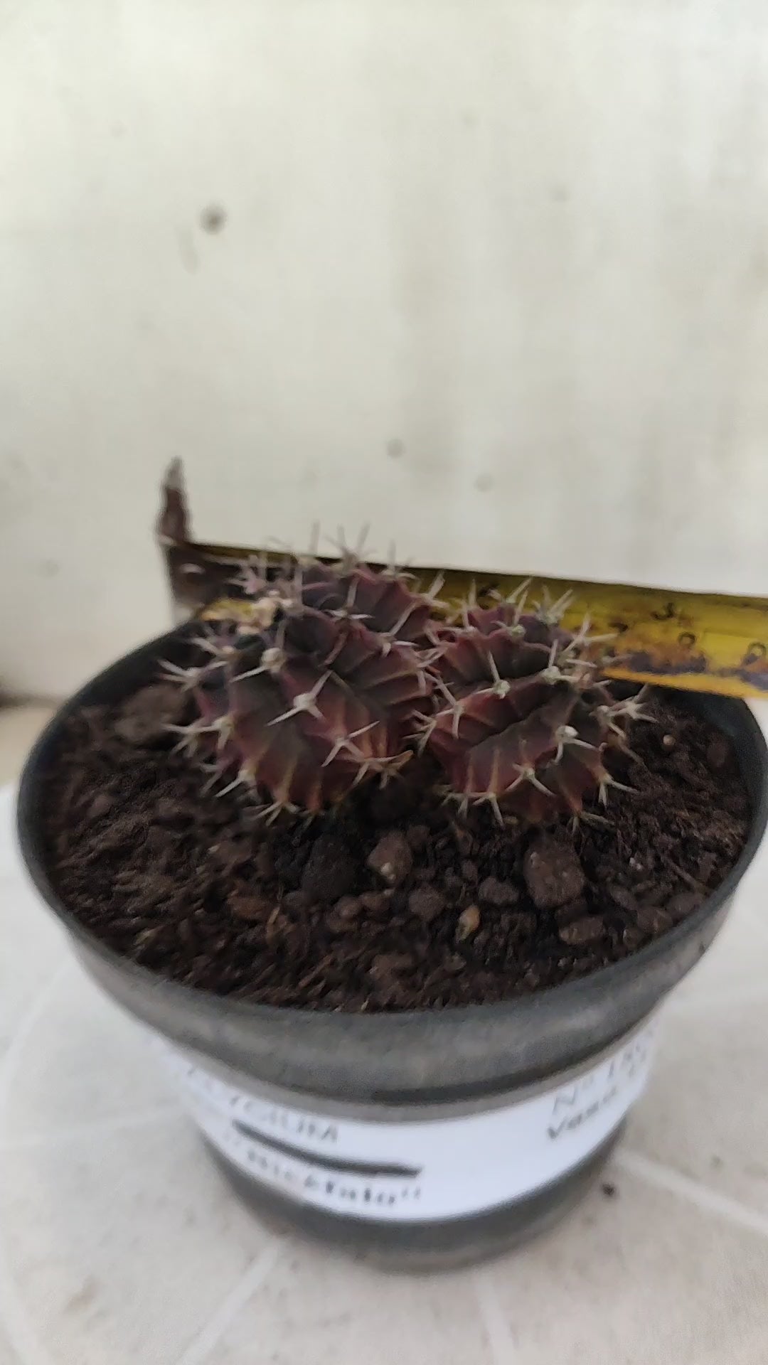 Gymnocalycium Mihanovichii “Purple - Bicéfalo” Nº 1806 – vaso 11