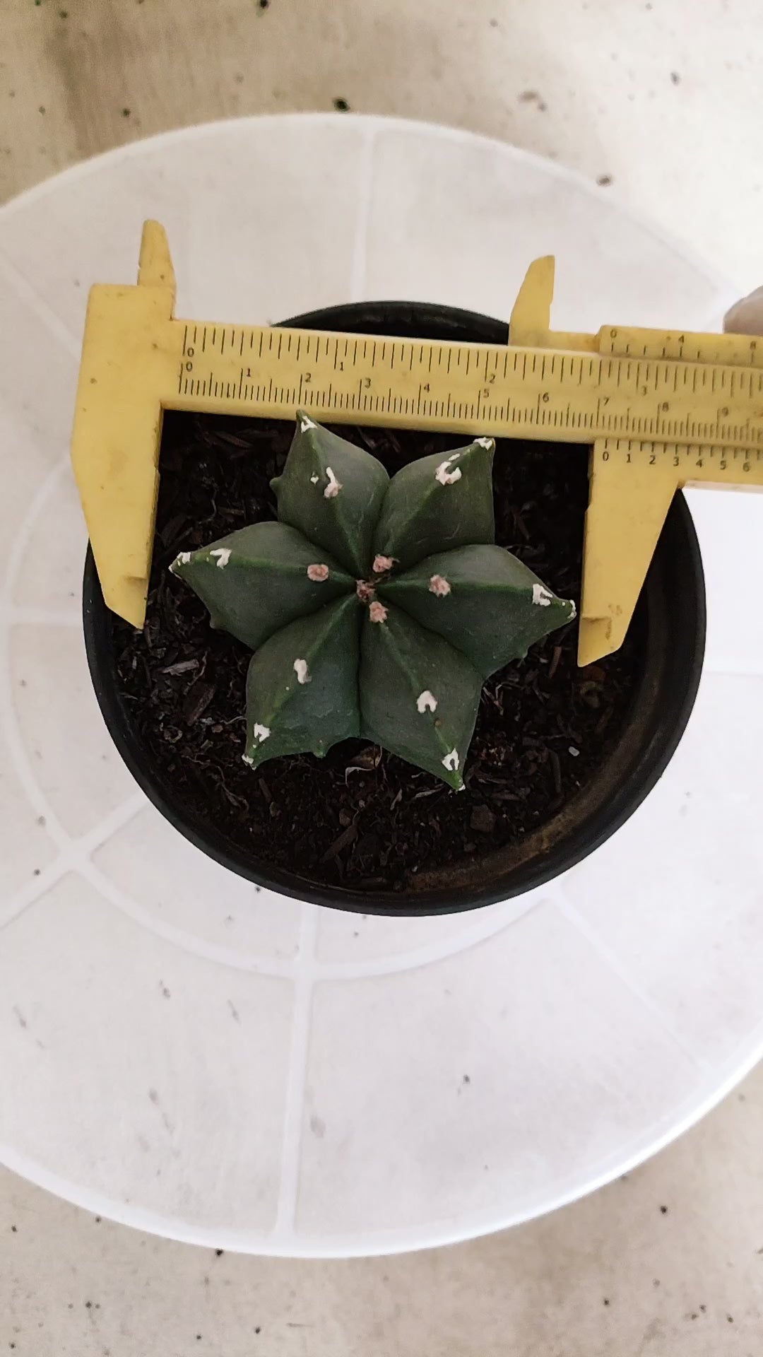 ASTROPHYTUM MYRIOSTIGMA "Multicostatum NUDUM" Nº 1225 – vaso 11
