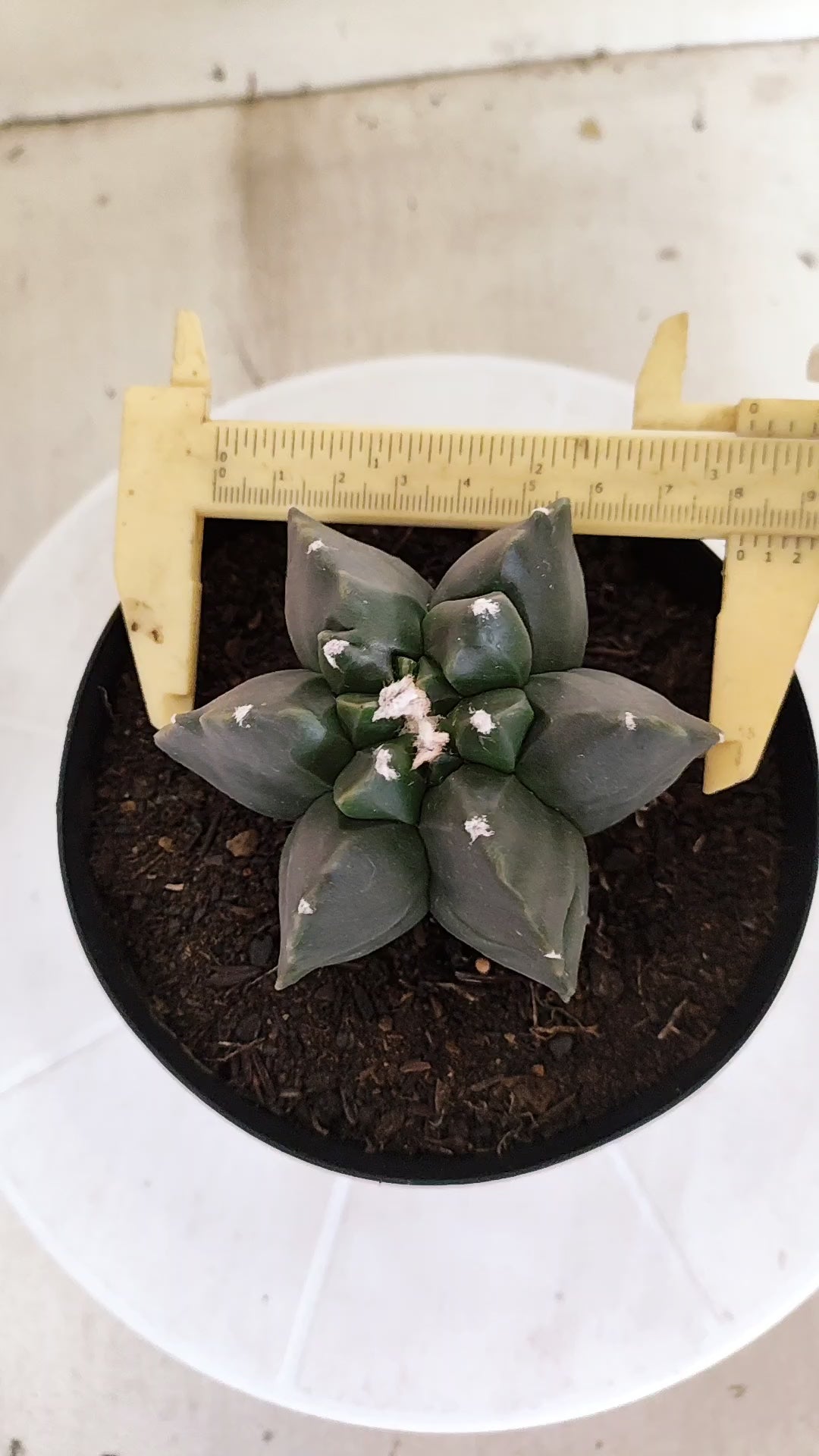 ASTROPHYTUM MYRIOSTIGMA cv KIKKO "Multicostatum - Nudum"  Nº 1382 – vaso 15