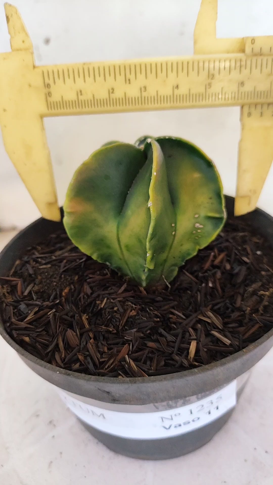 MATRIZ ASTROPHYTUM Myriostigma "Variegata"  Nº  1235 – vaso 11