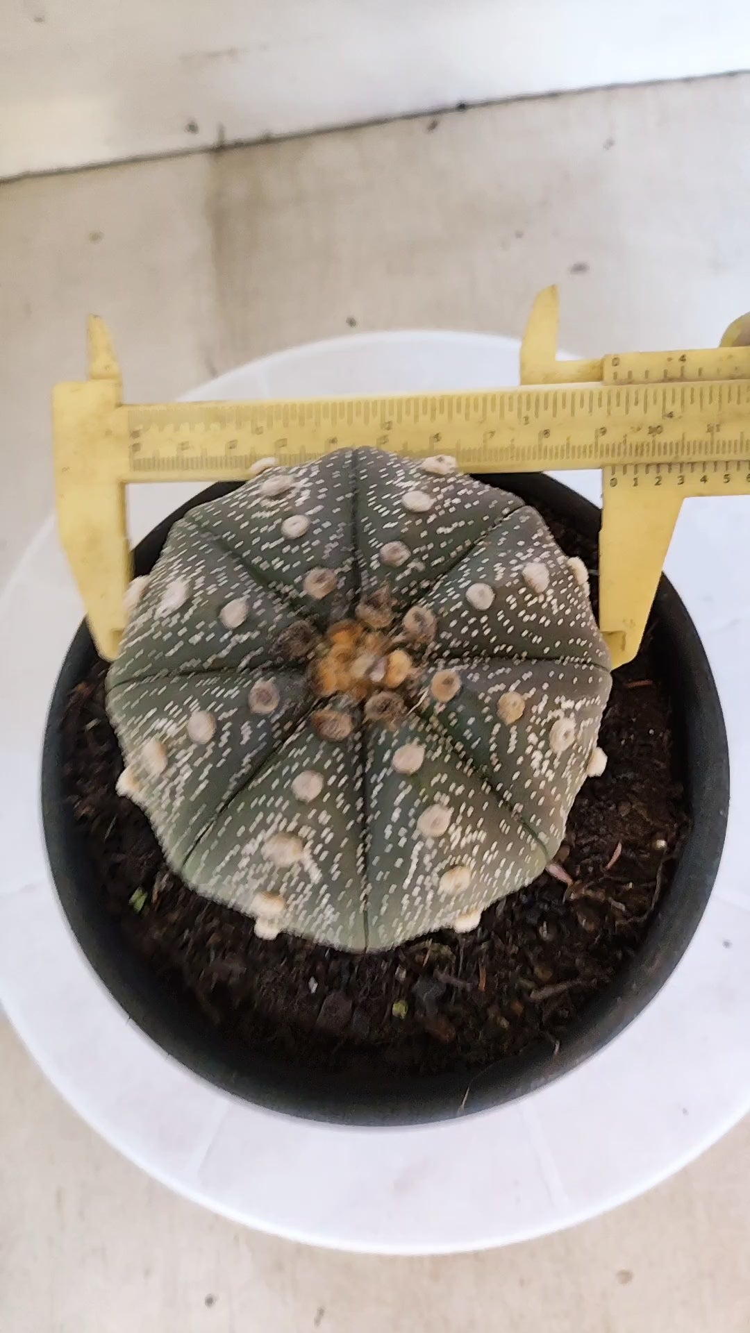 ASTROPHYTUM ASTERIAS STAR SHAPE Nº 1069 – vaso 15