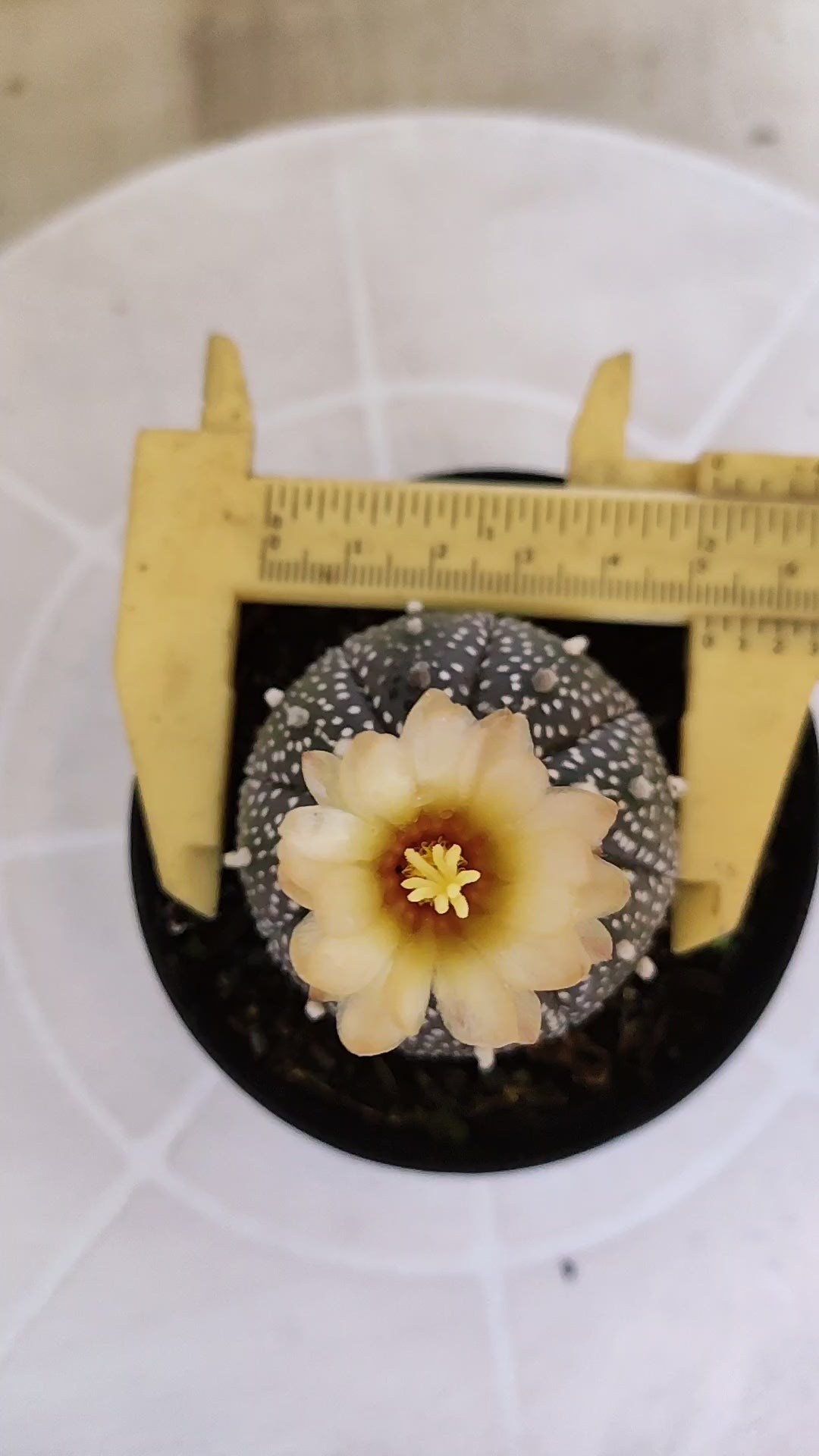 ASTROPHYTUM ASTERIAS “Purple”  Nº 266 – vaso 09